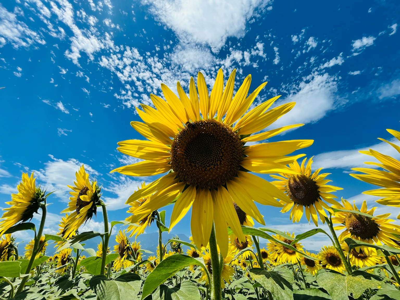 Un champ de tournesols brillants sous un ciel bleu