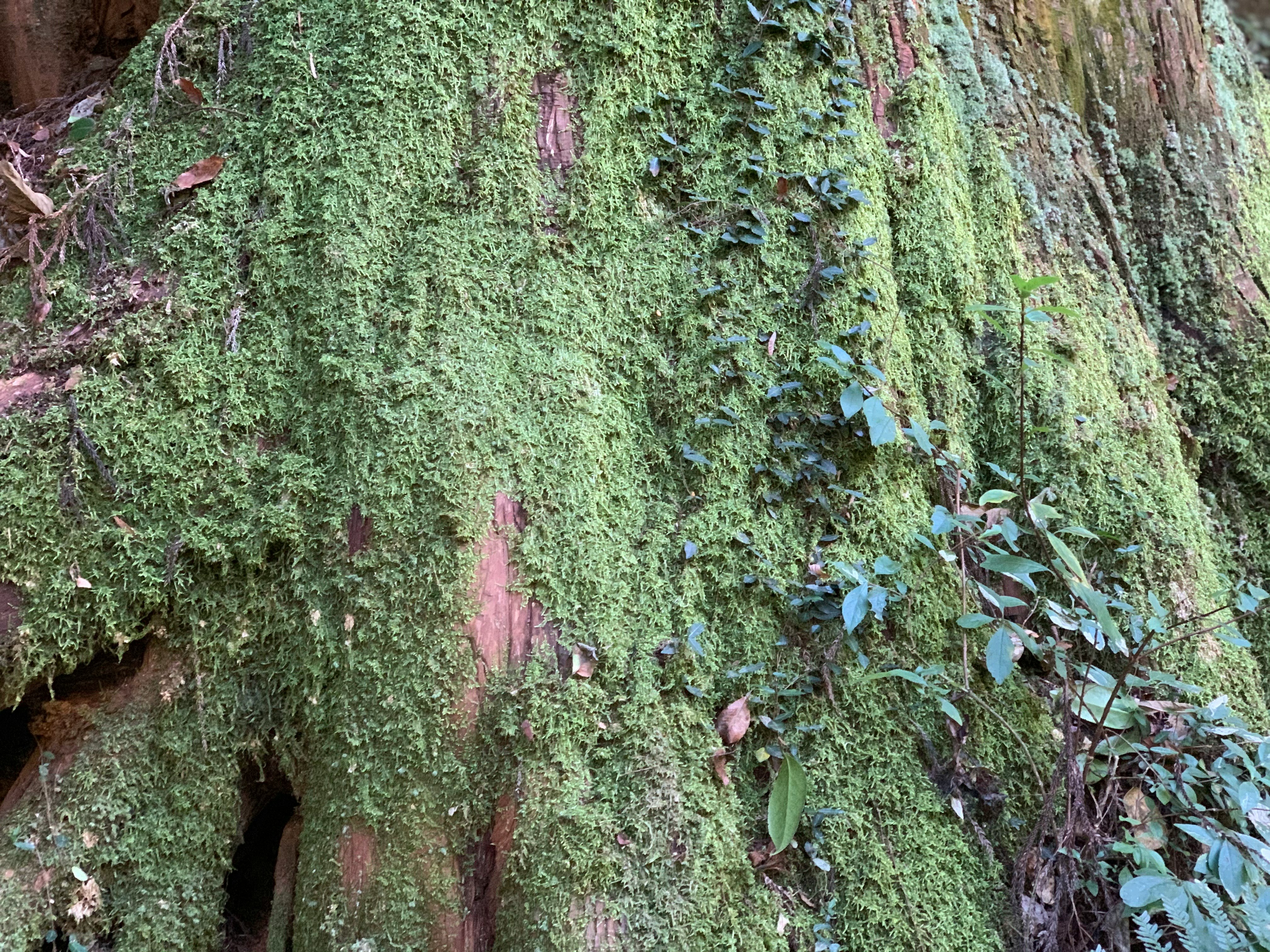 muro de piedra cubierto de musgo con plantas trepadoras