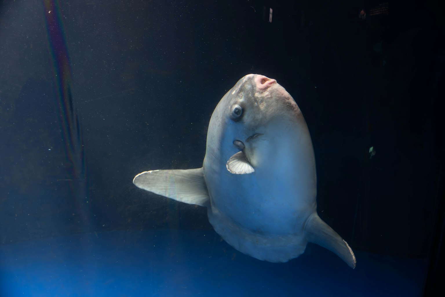 Bild eines Fisches, der in blauem Wasser in einem Aquarium schwimmt