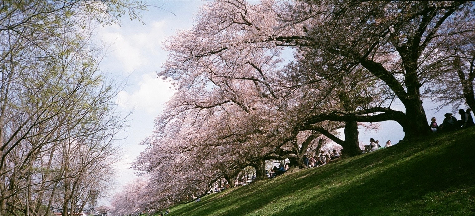 桜の木が咲いている緑の丘の風景