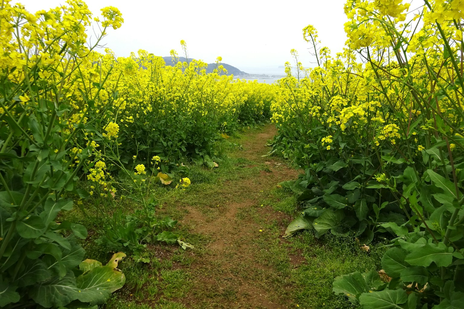 Jalan di antara ladang bunga kuning yang cerah