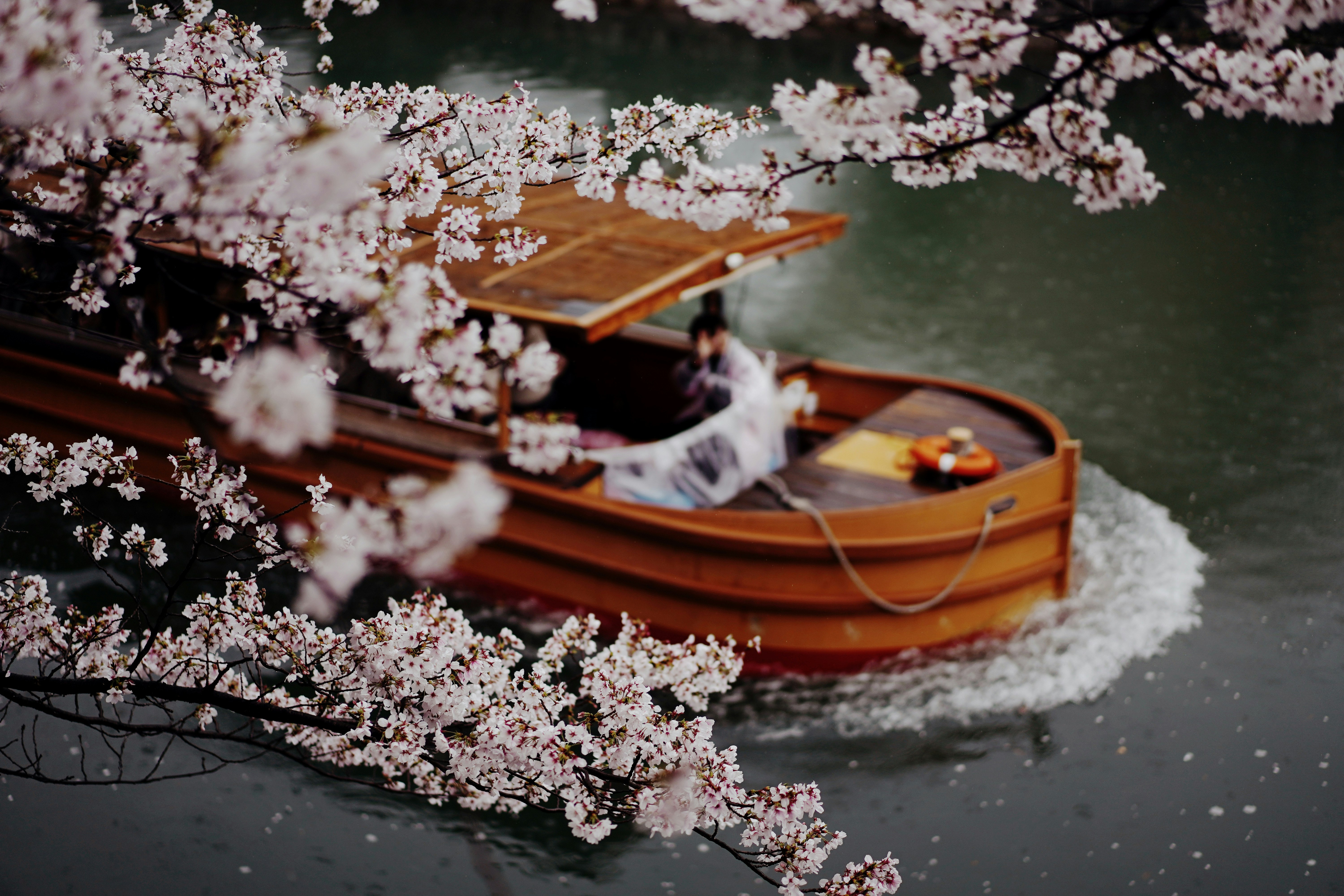 雨に霞む桜の枝の間を進む十石舟めぐりの舟
