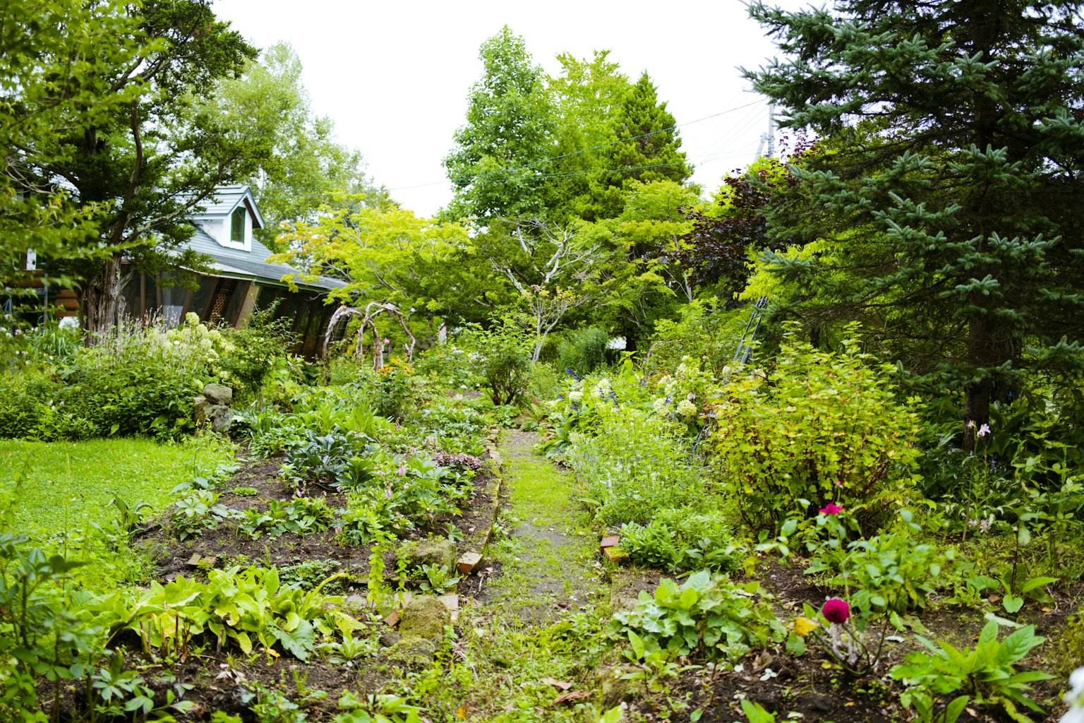 Lush garden featuring neatly arranged rows of plants surrounded by trees