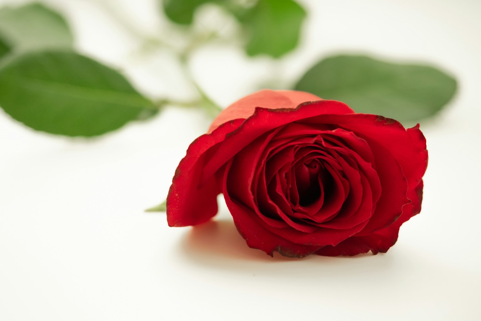 Eine rote Rose auf einem weißen Hintergrund