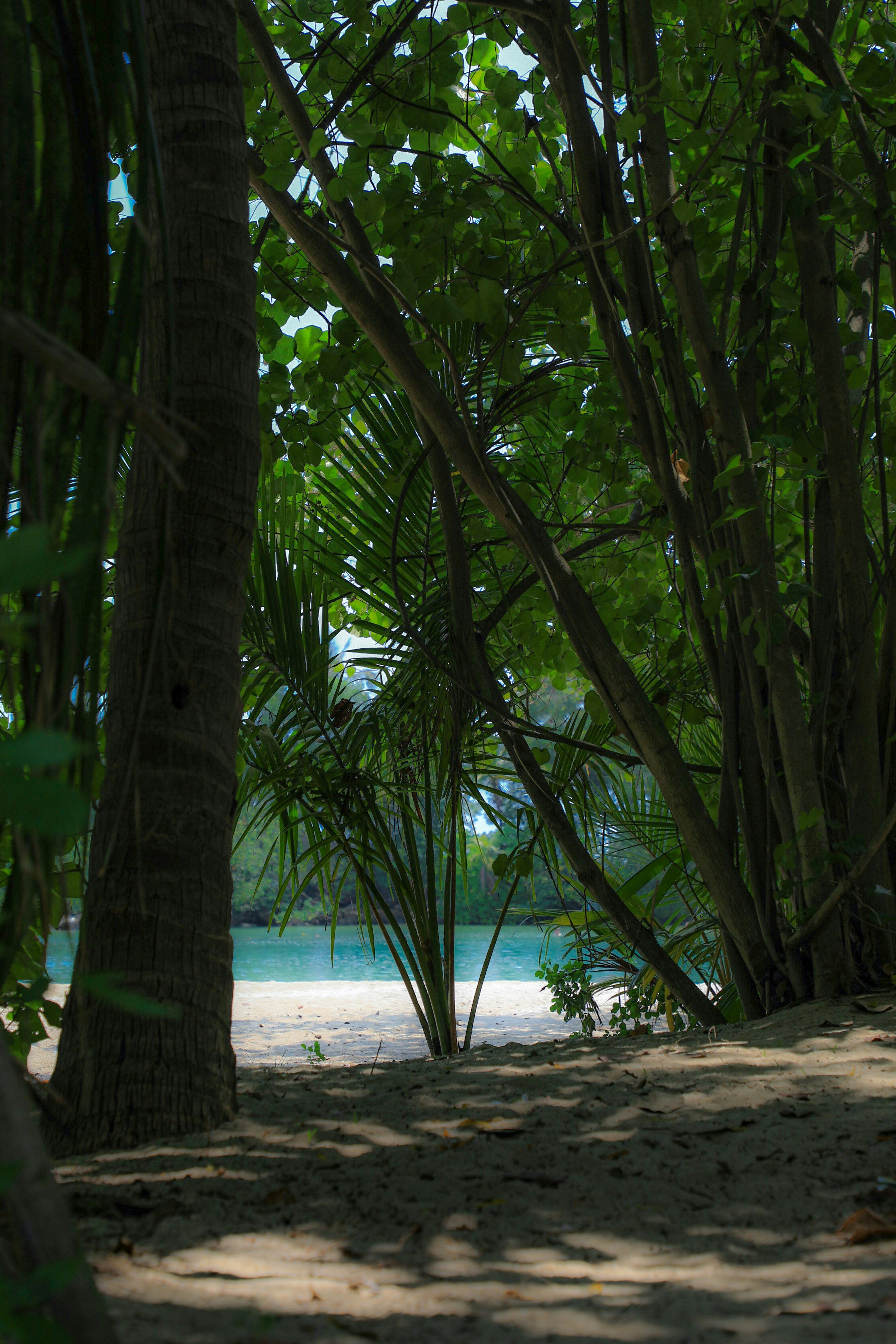 Blick auf den Strand von Sentosa durch einen schattigen Baumhain