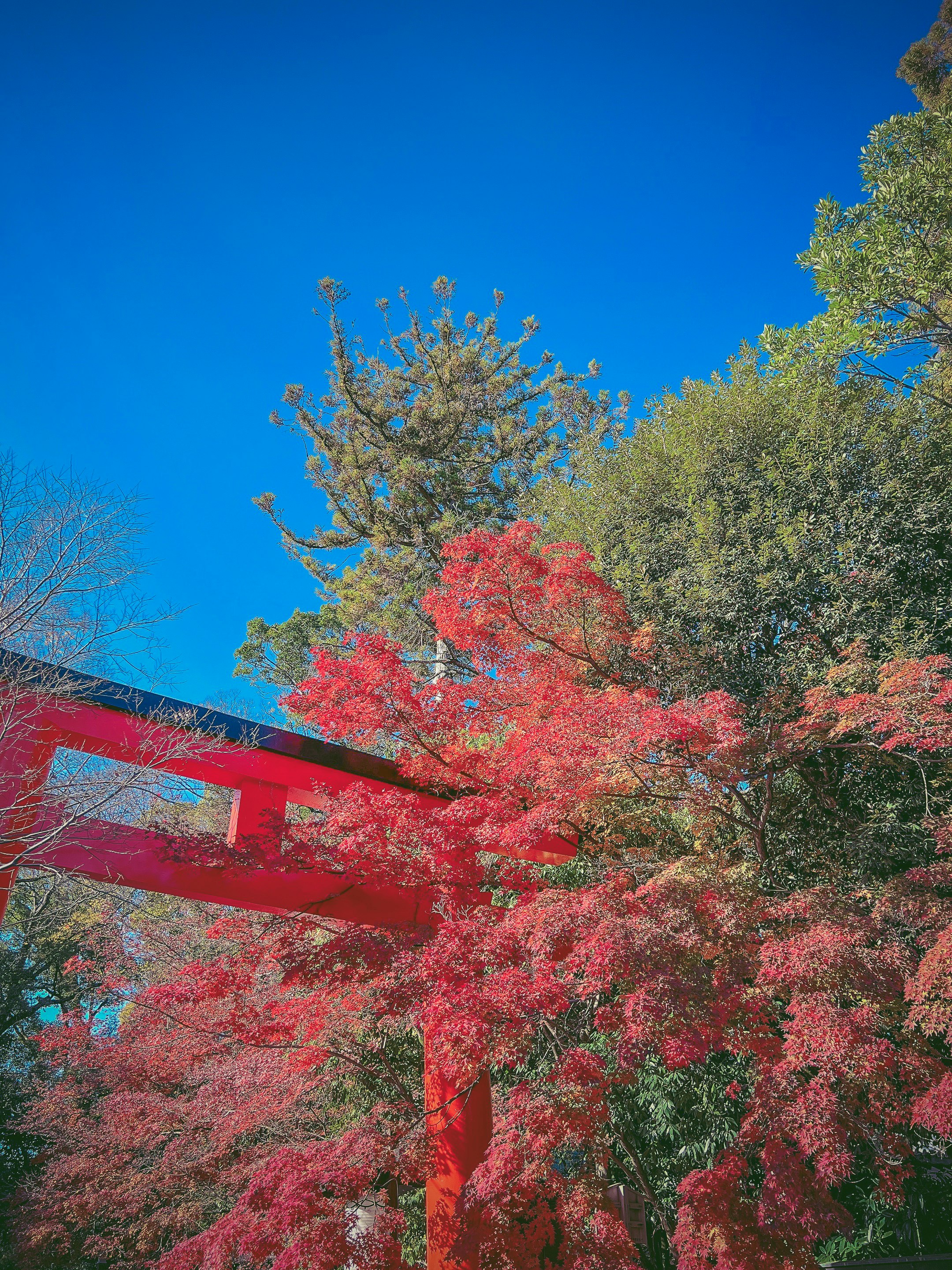 鮮やかな紅葉と青空の下の赤い橋