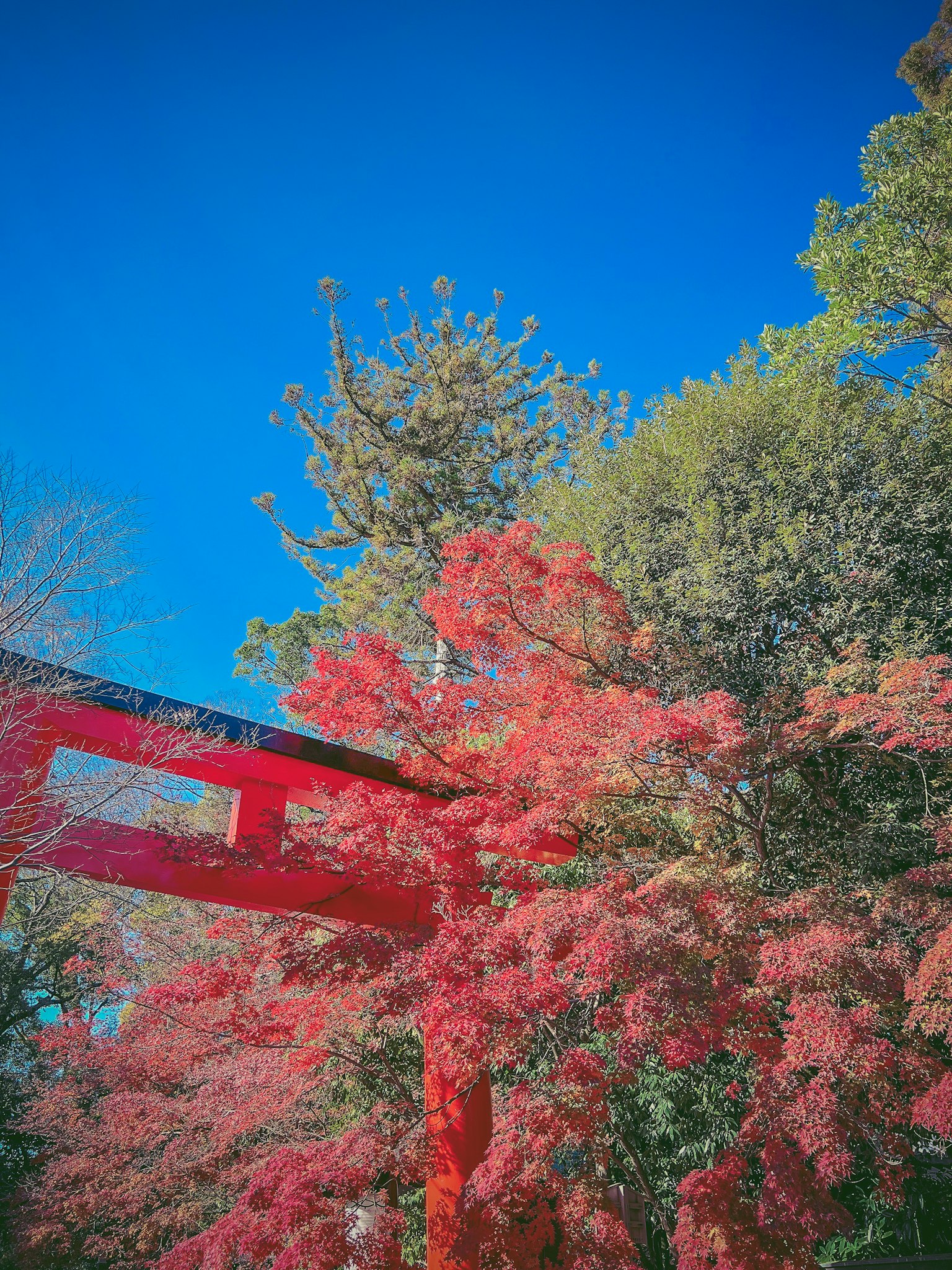 Una vista panoramica con un torii rosso e foglie d'autunno sotto un cielo blu