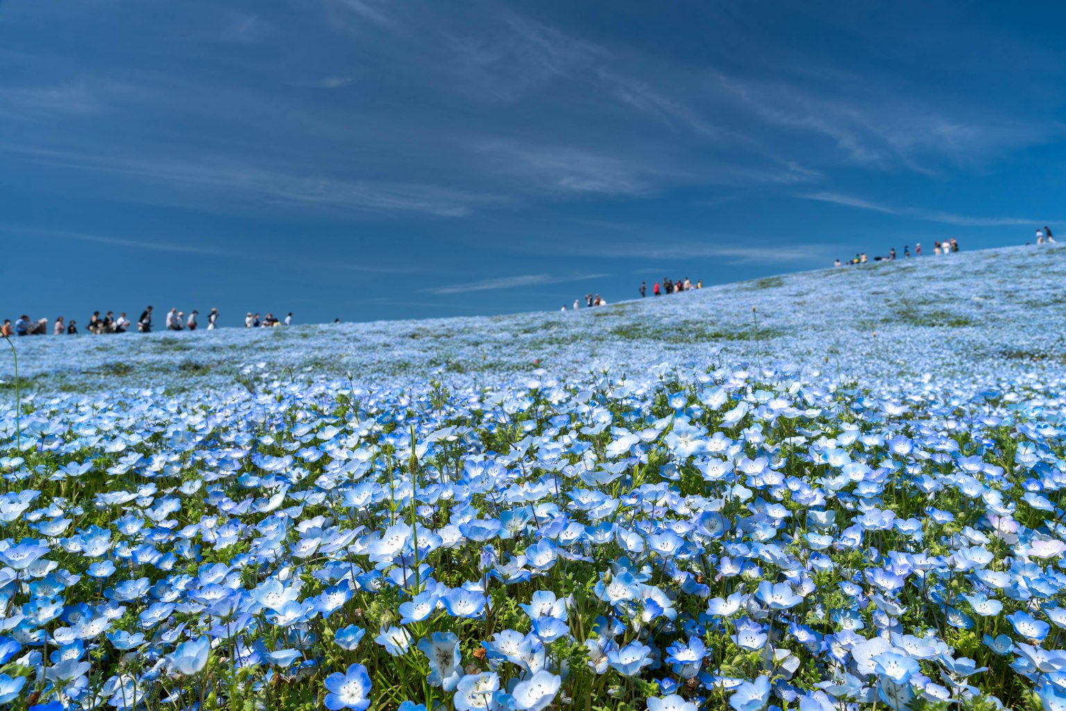 ทิวทัศน์สวยงามของดอกไม้สีฟ้าใต้ท้องฟ้าสีฟ้า