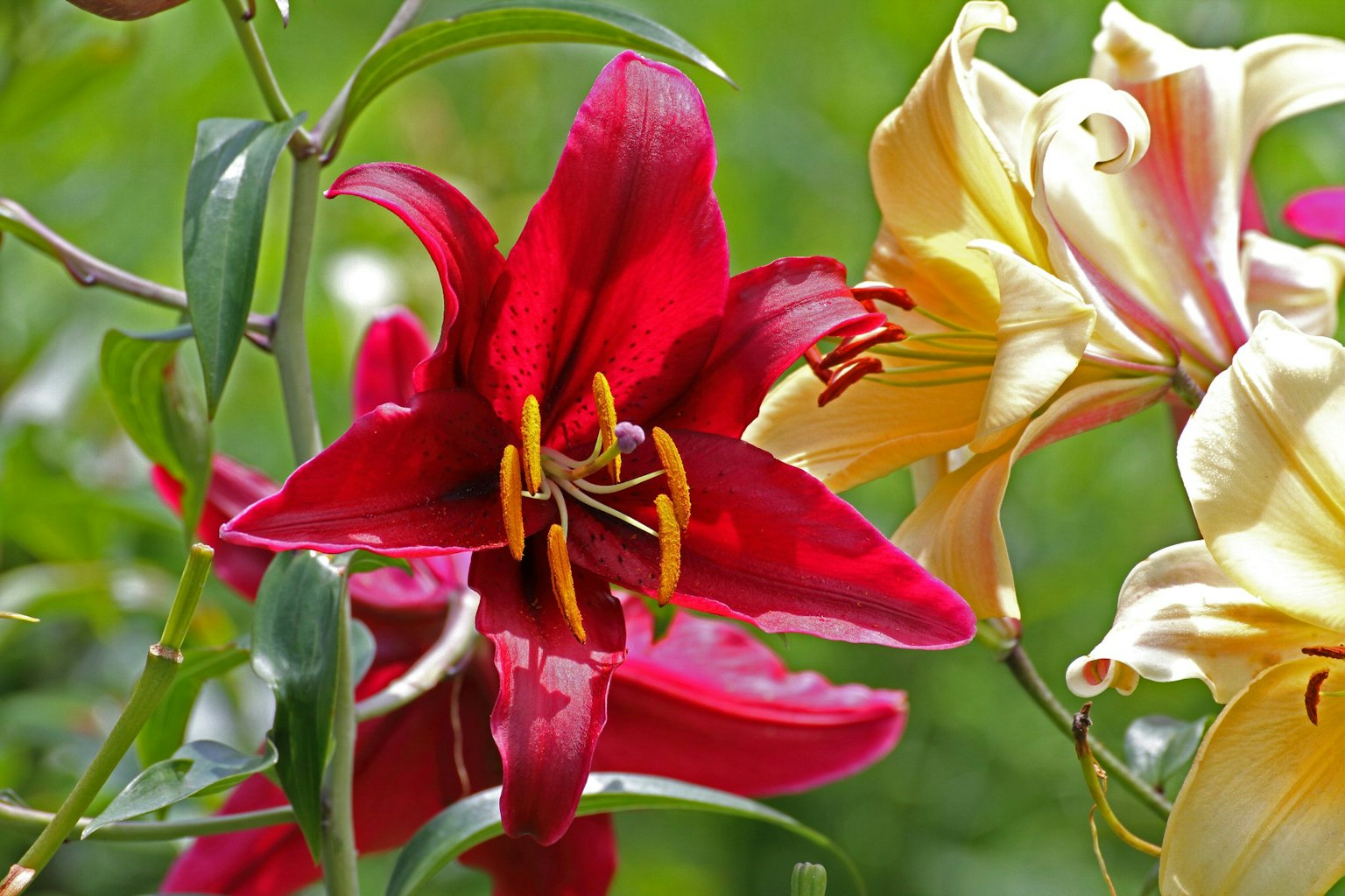 Red and yellow lilies in bloom