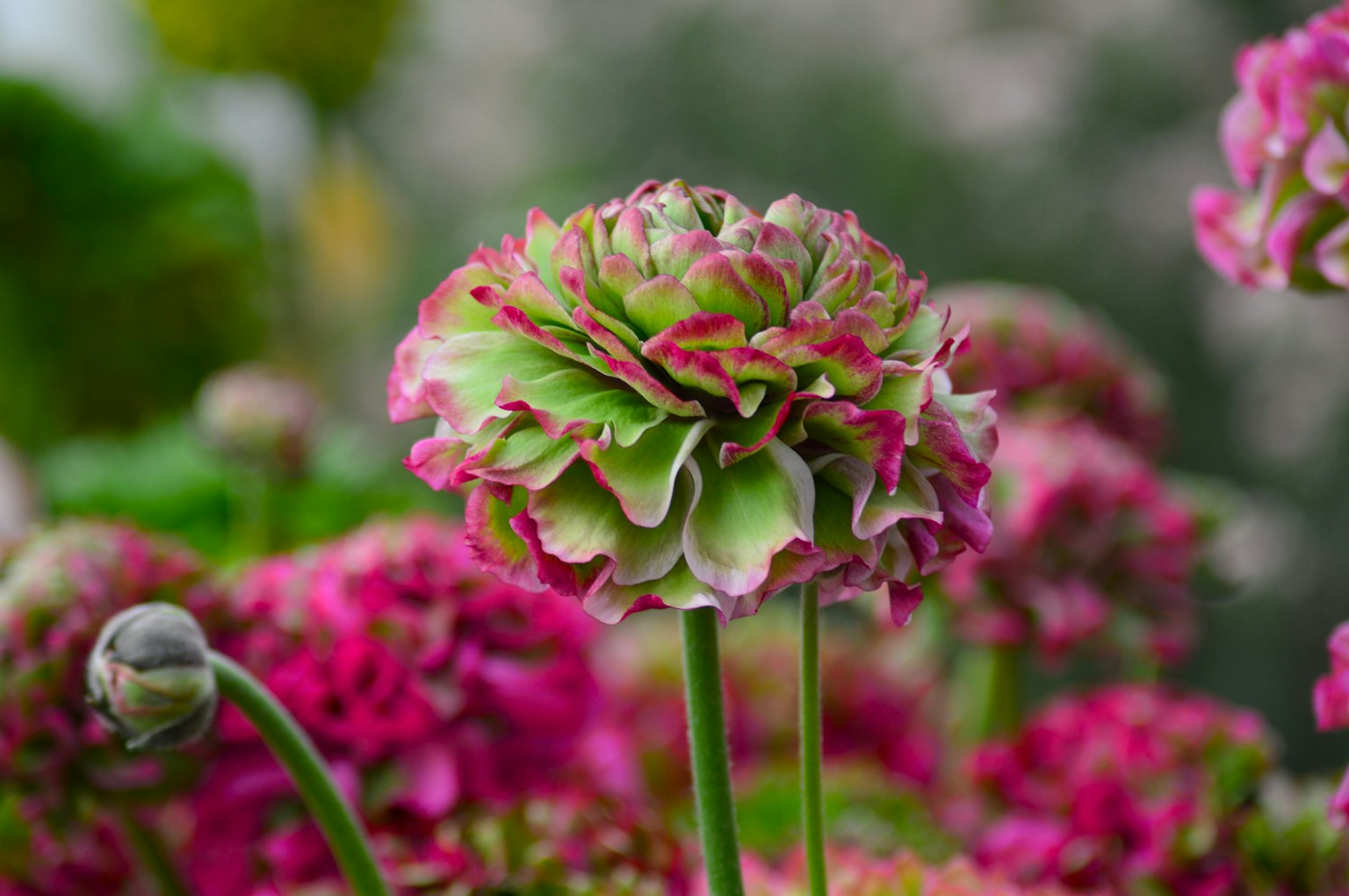 Un primer plano de una flor vibrante con pétalos verdes y rosas rodeada de flores coloridas
