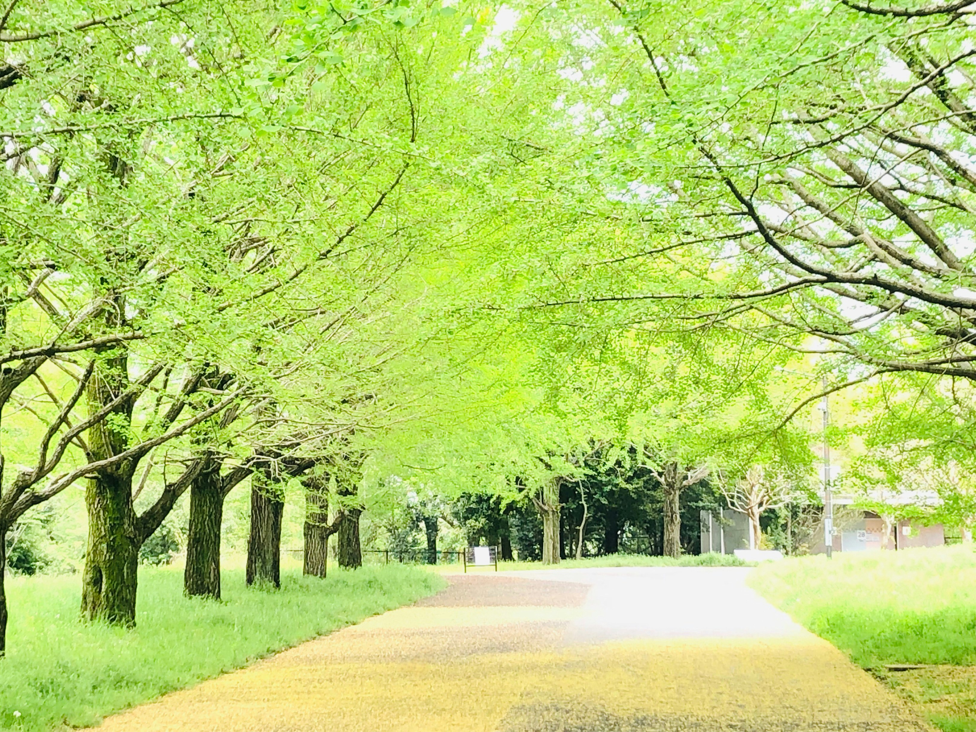 lush green tree-lined path