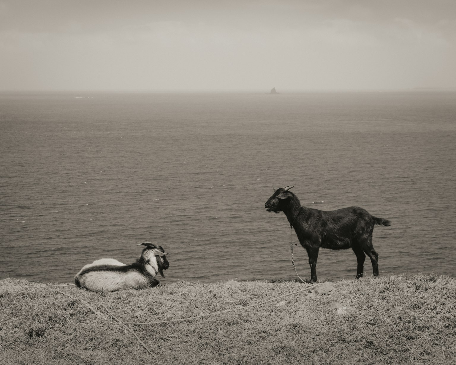 海の近くで休む白いヤギと立っている黒いヤギ