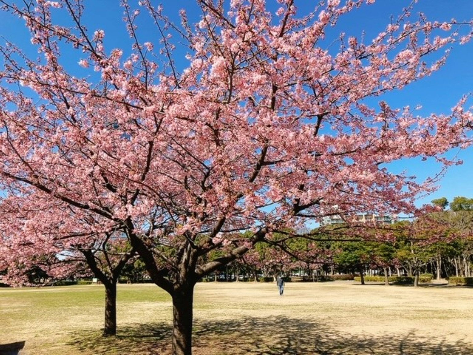 Kirschbaum in einem Park mit schönen rosa Blumen
