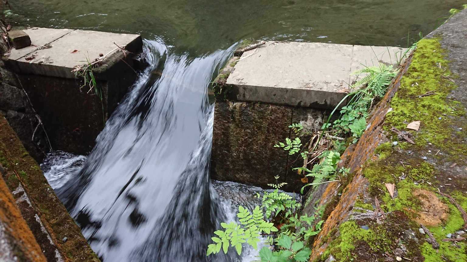 Escena cerca de una presa con agua fluyendo y plantas verdes