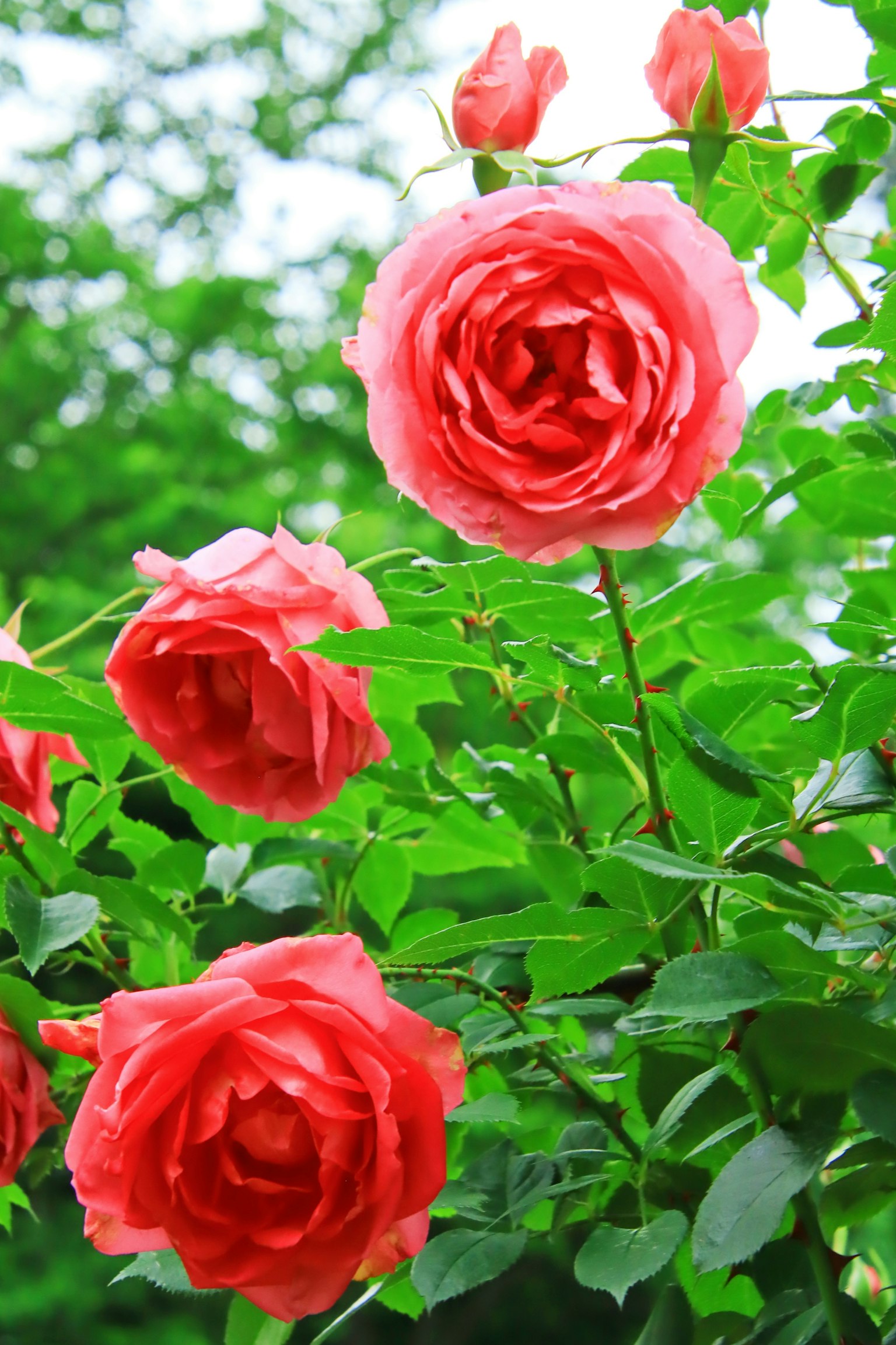 Rosas rosas vibrantes rodeadas de hojas verdes
