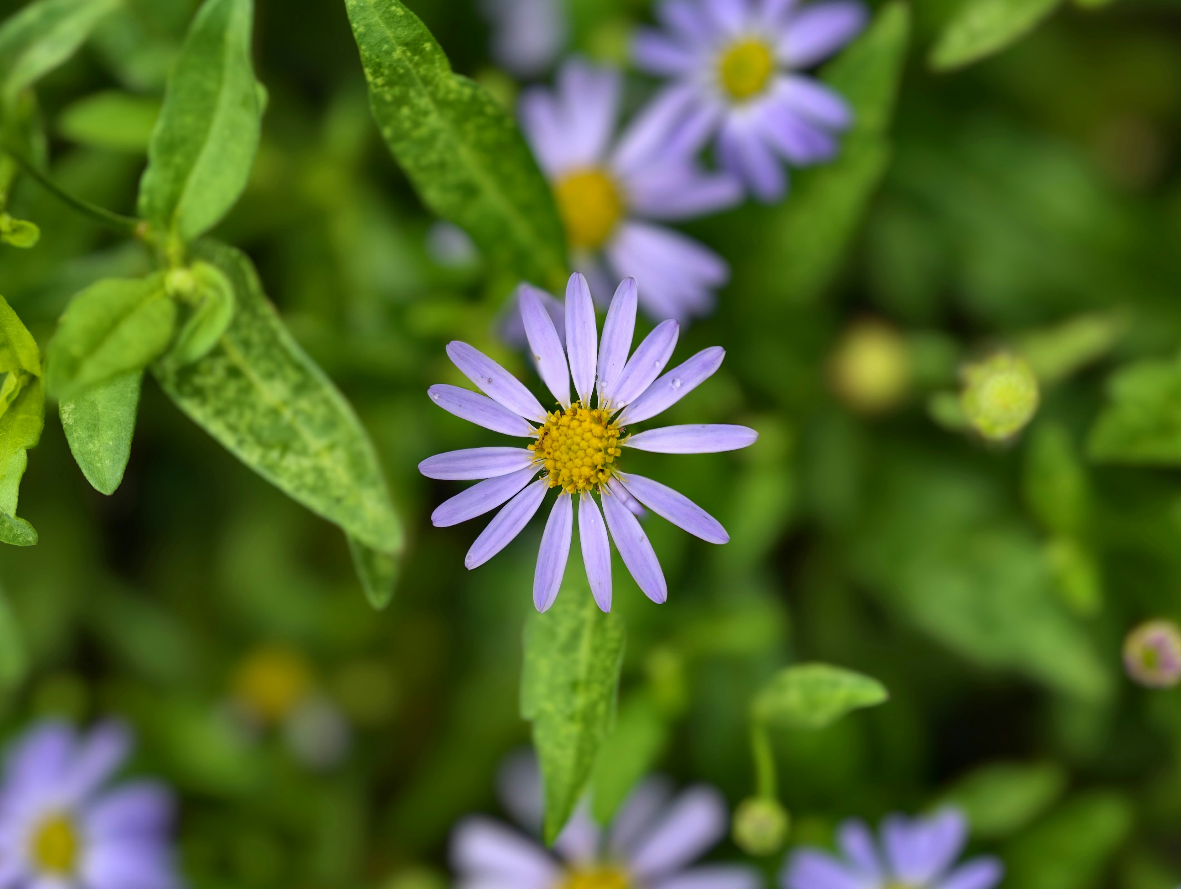 紫の花が咲く緑の草花のクローズアップ