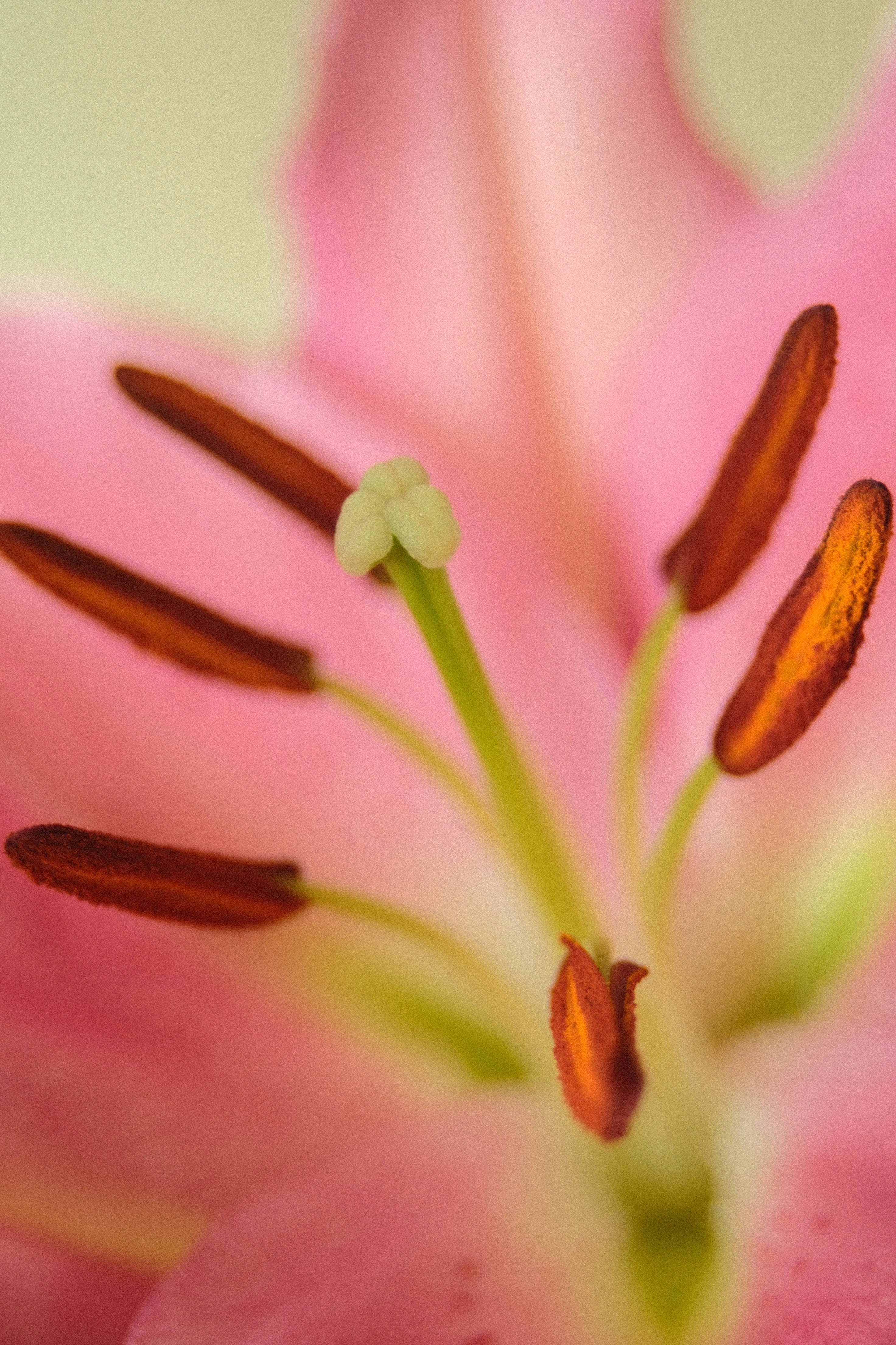ピンクの花びらに囲まれた花の中心部のマクロ