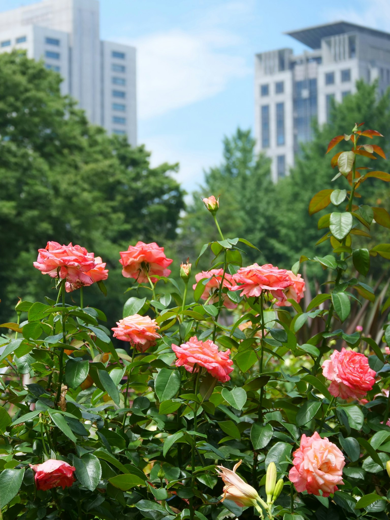 城市公園中盛開的玫瑰花的生動展示