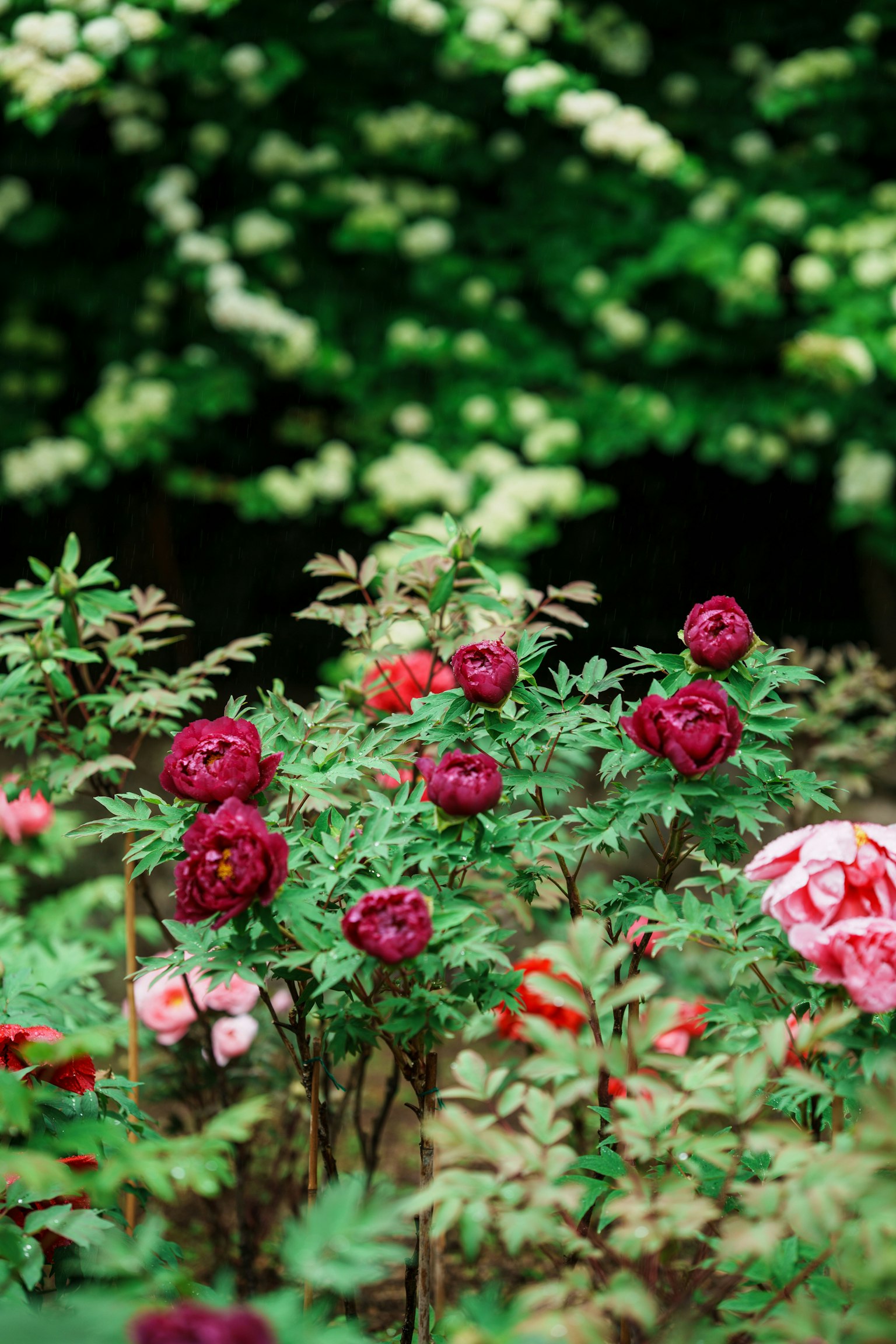 Rose rosse e rosa che fioriscono su uno sfondo verde