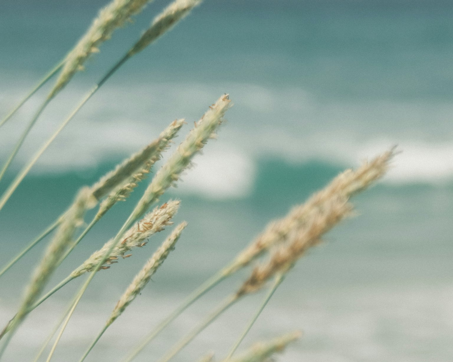 Grass spikes swaying with the ocean in the background