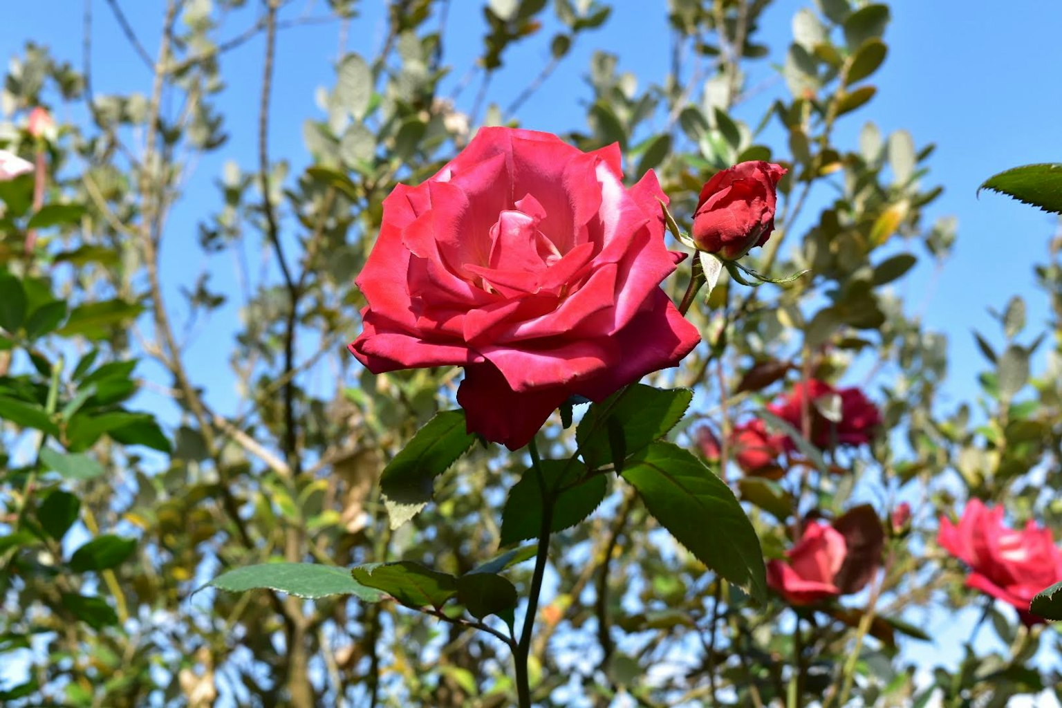Lebendige rosa Rose blüht unter blauem Himmel