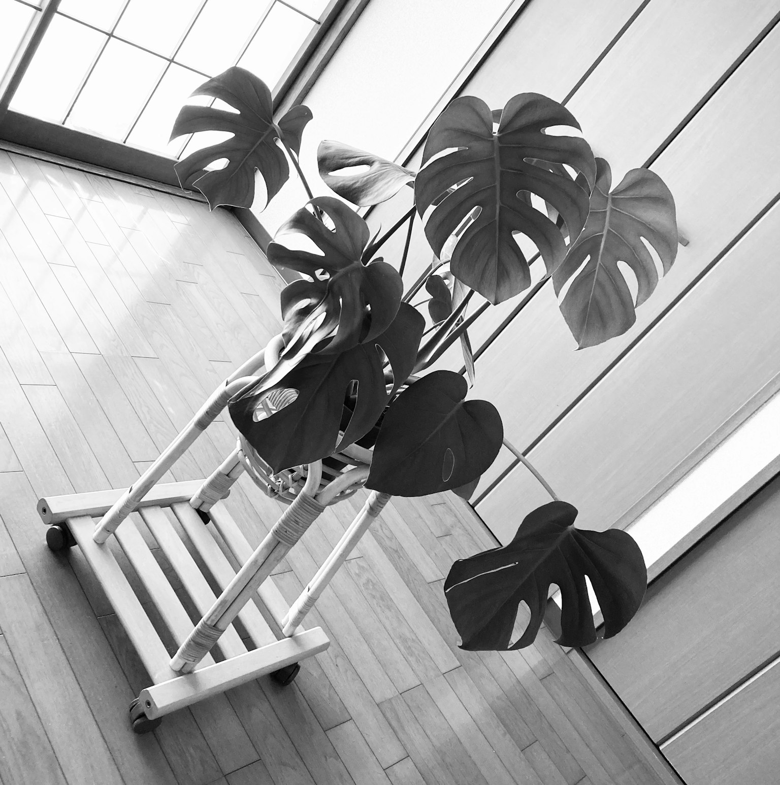 室內展示的單孔植物黑白照片