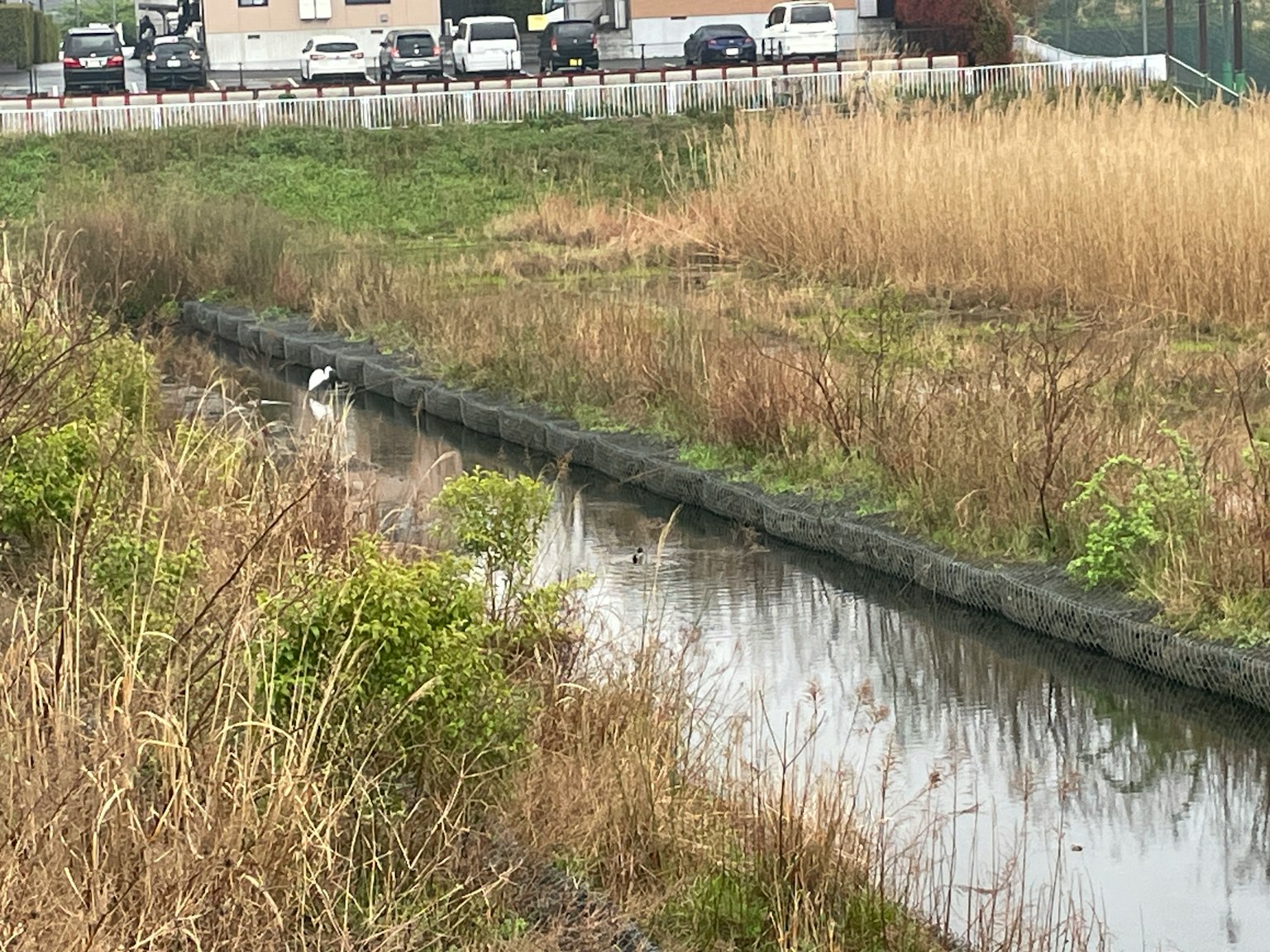 Un paisaje que presenta un canal y gramíneas altas con vehículos a lo lejos
