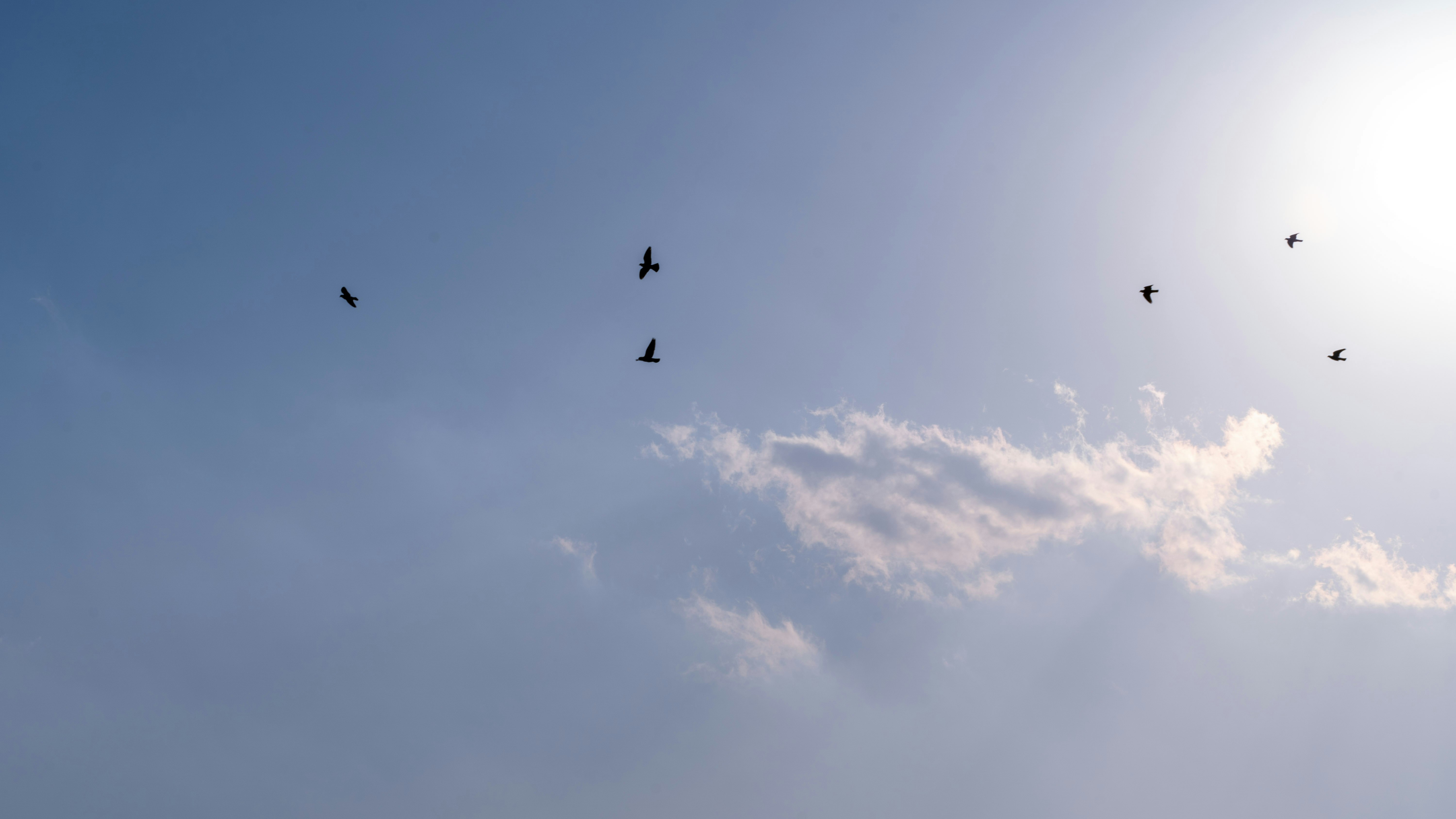 藍天與雲層中飛翔的鳥類剪影