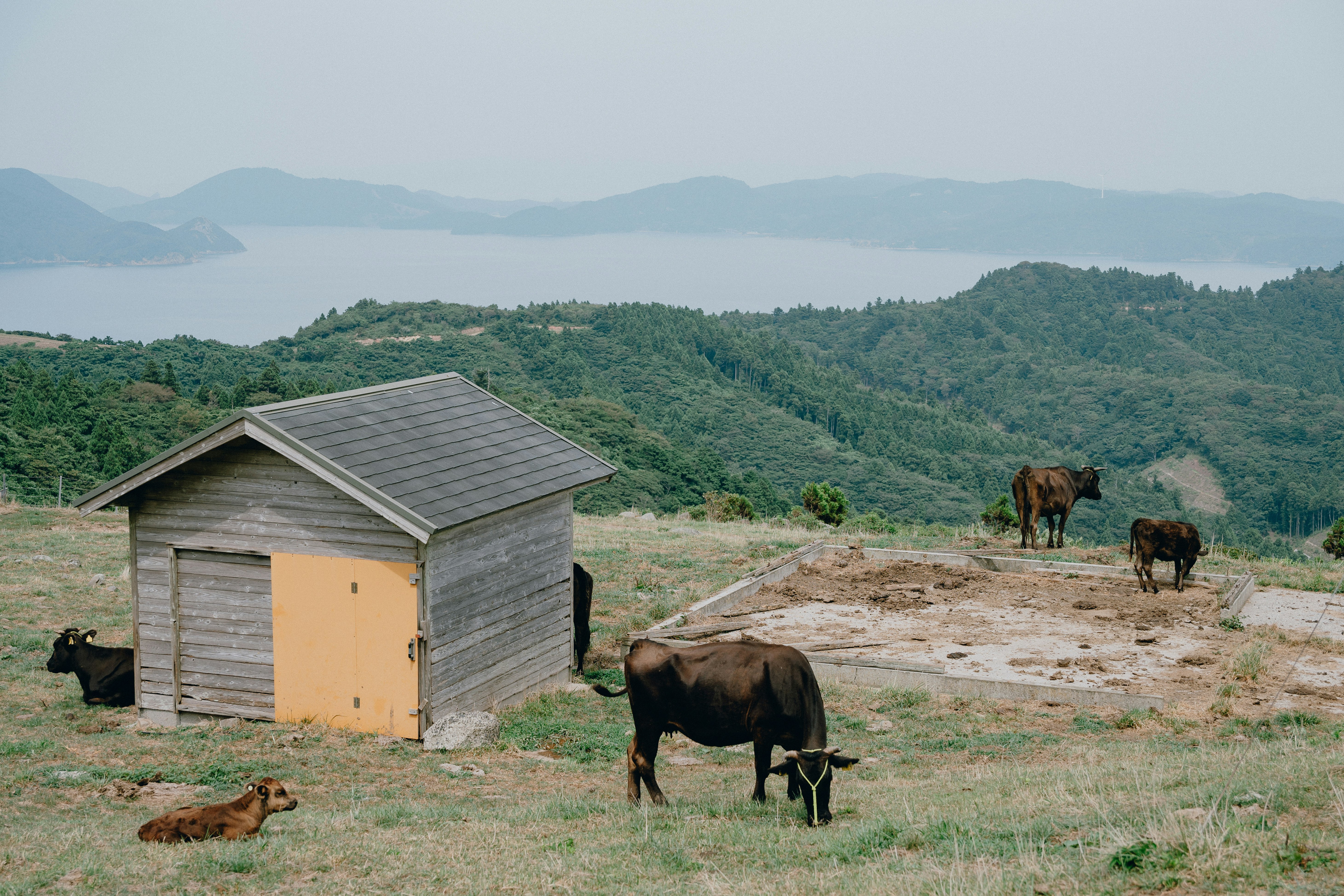 山あいの放牧地で小屋のそばにいる牛