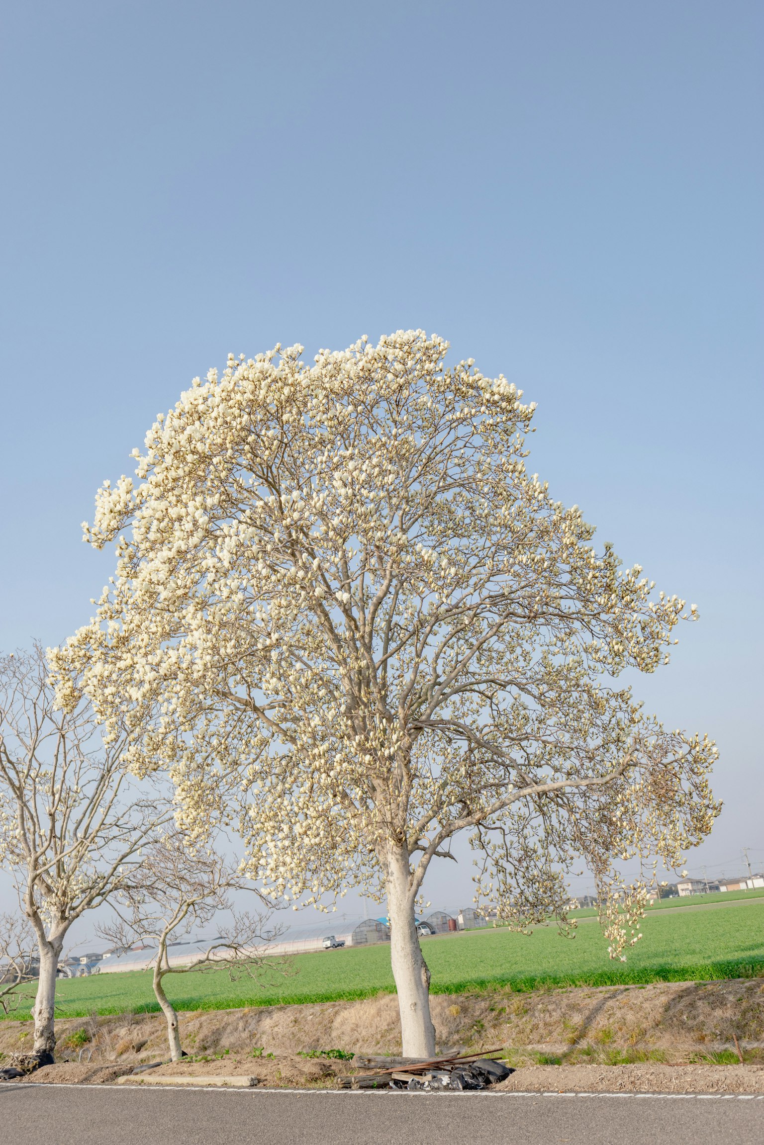 A tree with white flowers standing under a blue sky