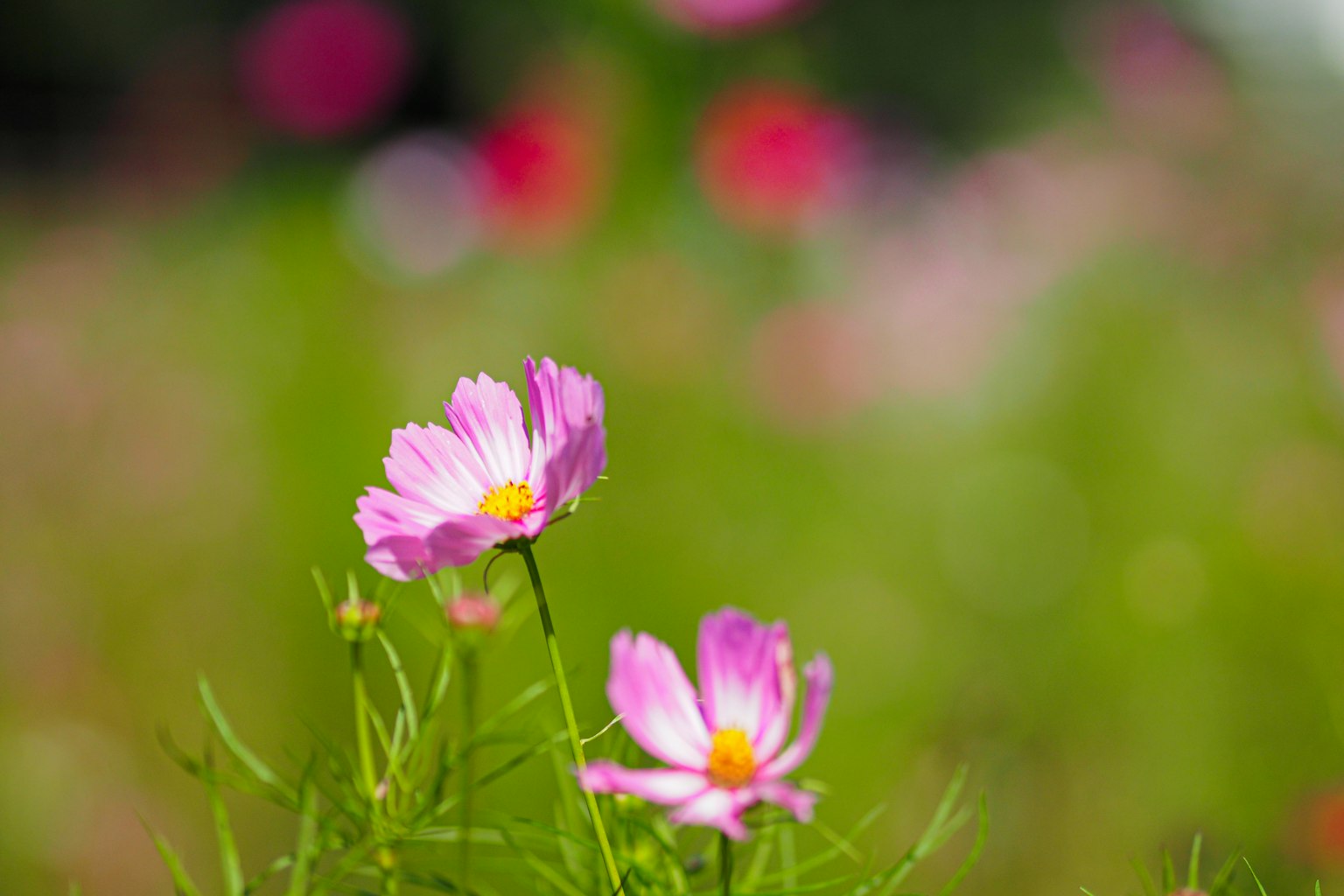 Bunga cosmos pink mekar di padang hijau