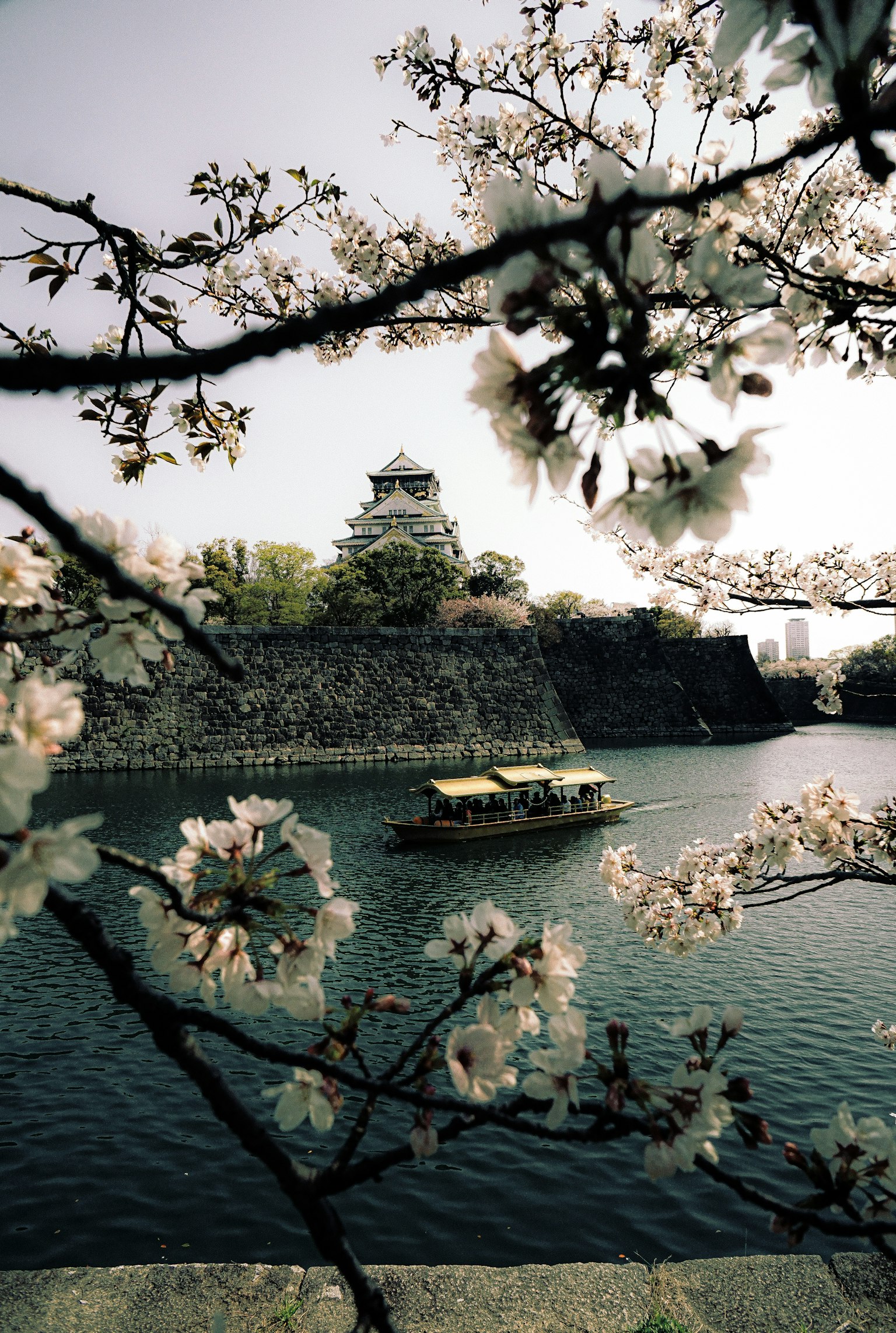 ทิวทัศน์ที่สวยงามของดอกซากุระที่ล้อมรอบปราสาทริมแม่น้ำพร้อมเรือ