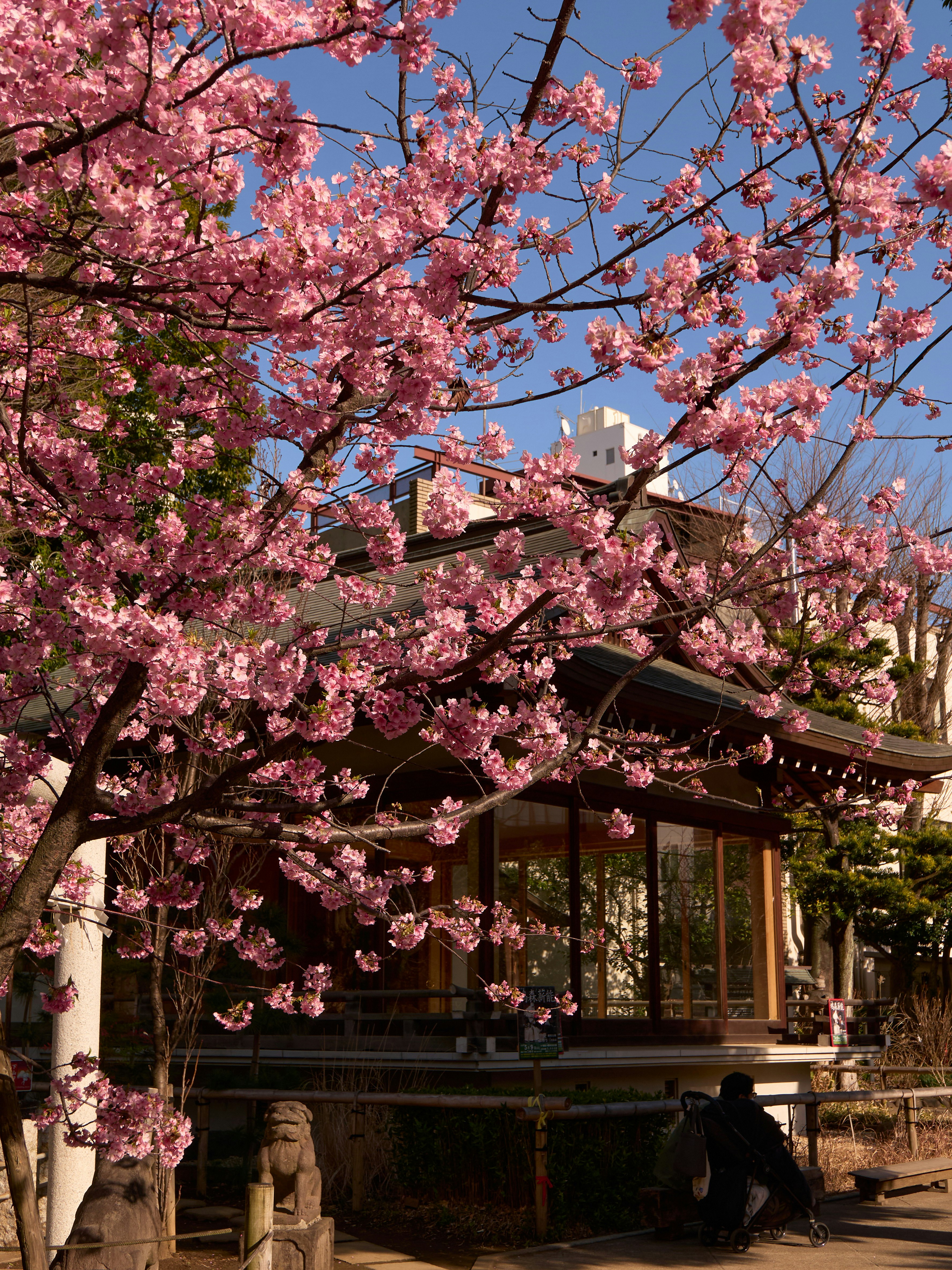 桜の花が咲く参道の屋根付きベンチと空