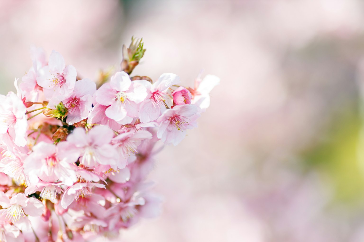 Gros plan de fleurs de cerisier roses pâles sur une branche