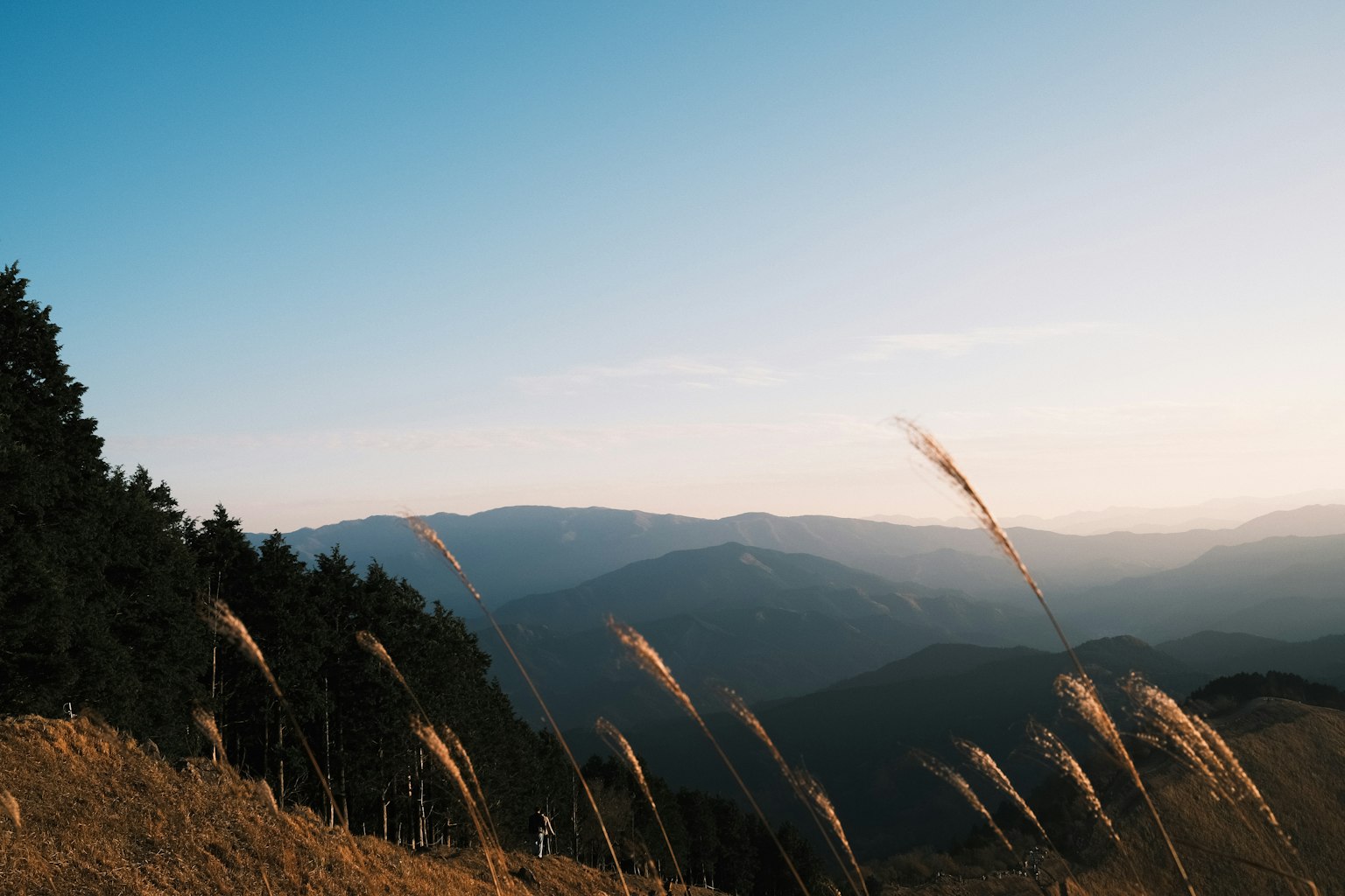 Paysage de montagne serein au crépuscule avec une forêt en arrière-plan et de l'herbe ondulant au premier plan