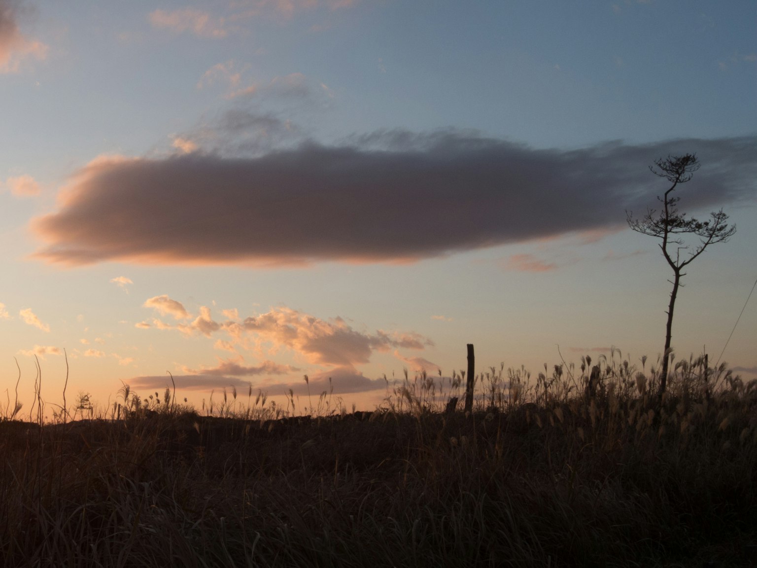 Silhouette di un albero solitario contro un cielo al tramonto con una nuvola