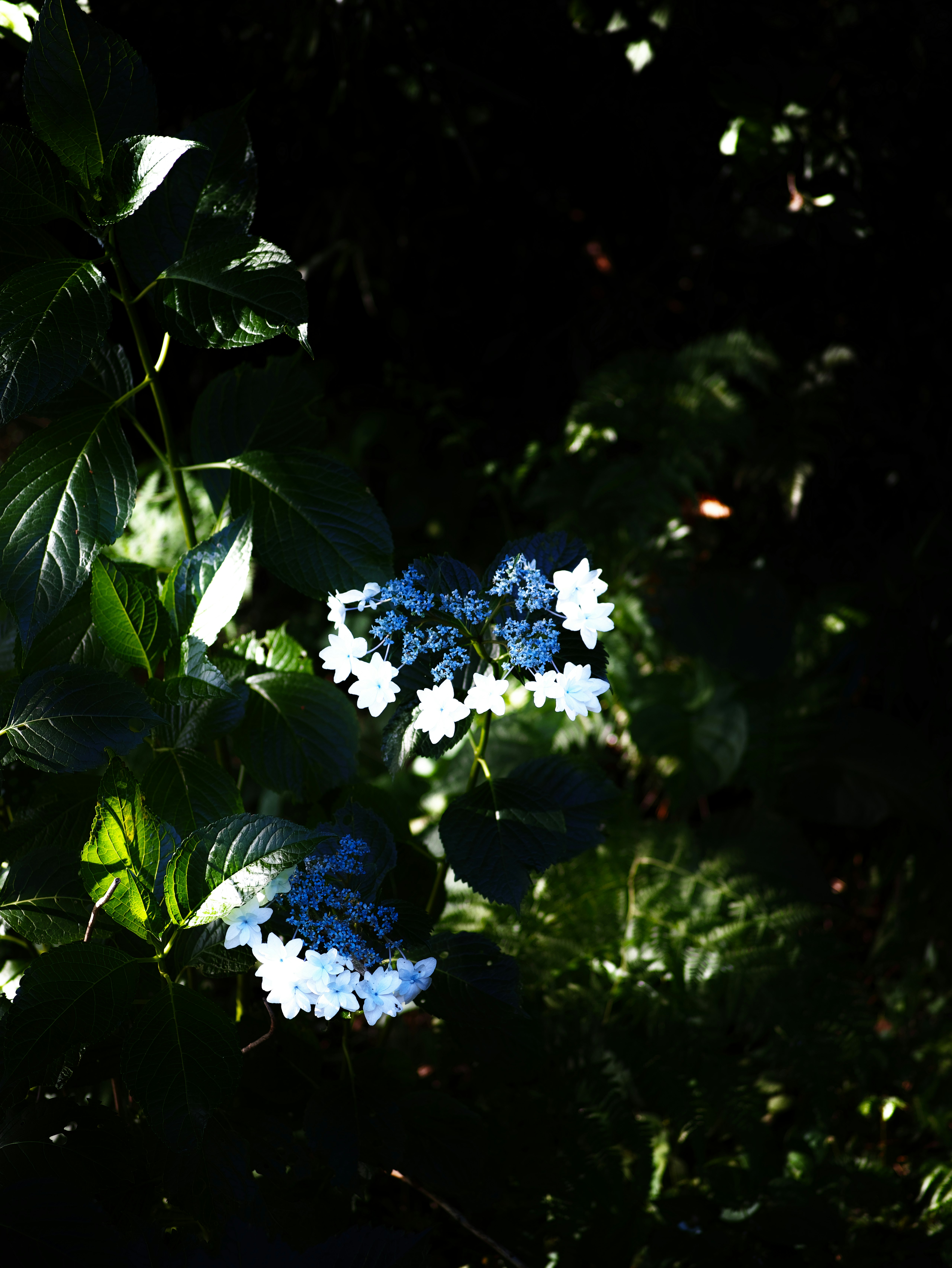 木陰に咲く青い花と白い花の小さな花束