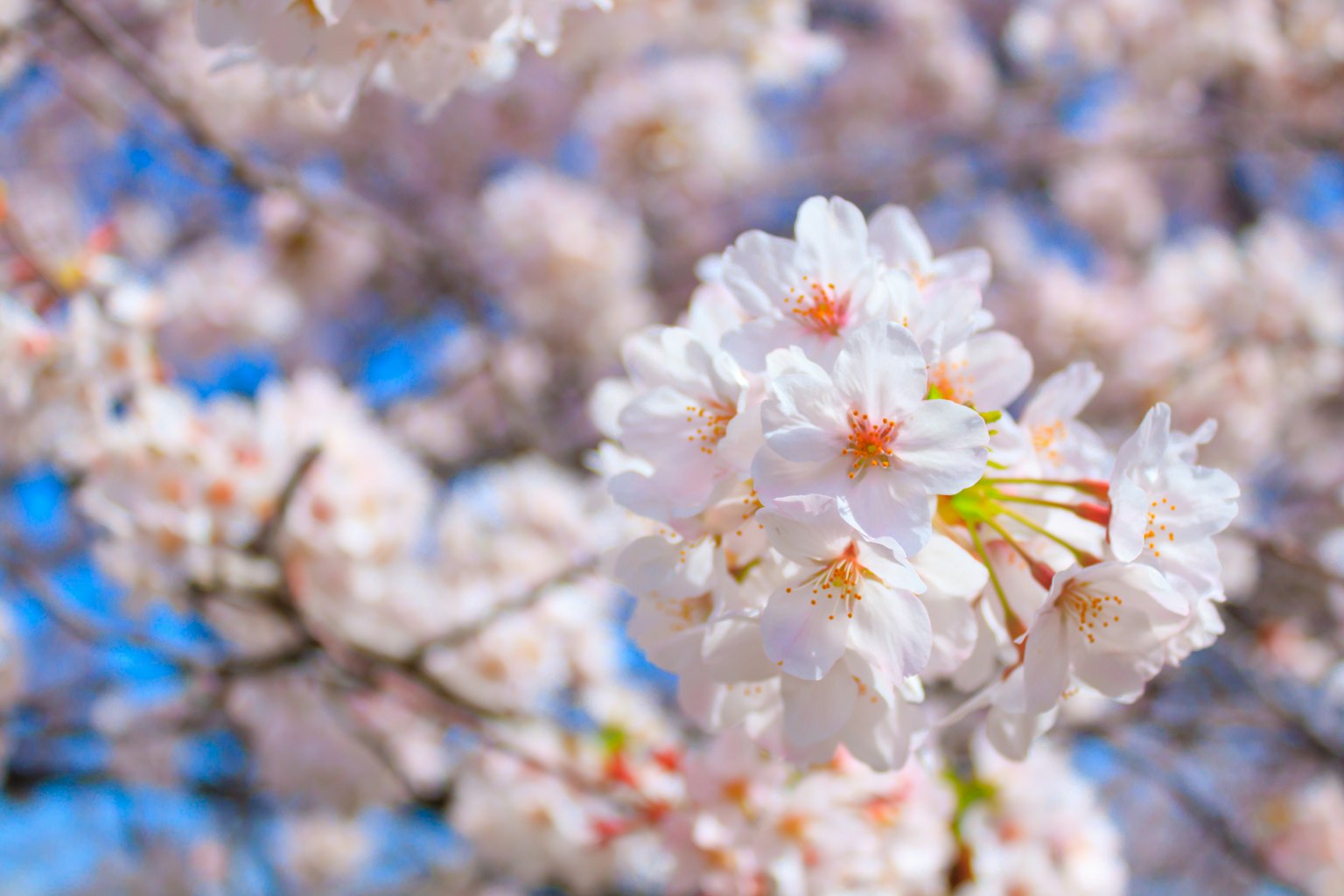 Kirschblüten in voller Blüte mit blassen rosa Blütenblättern vor einem blauen Himmel
