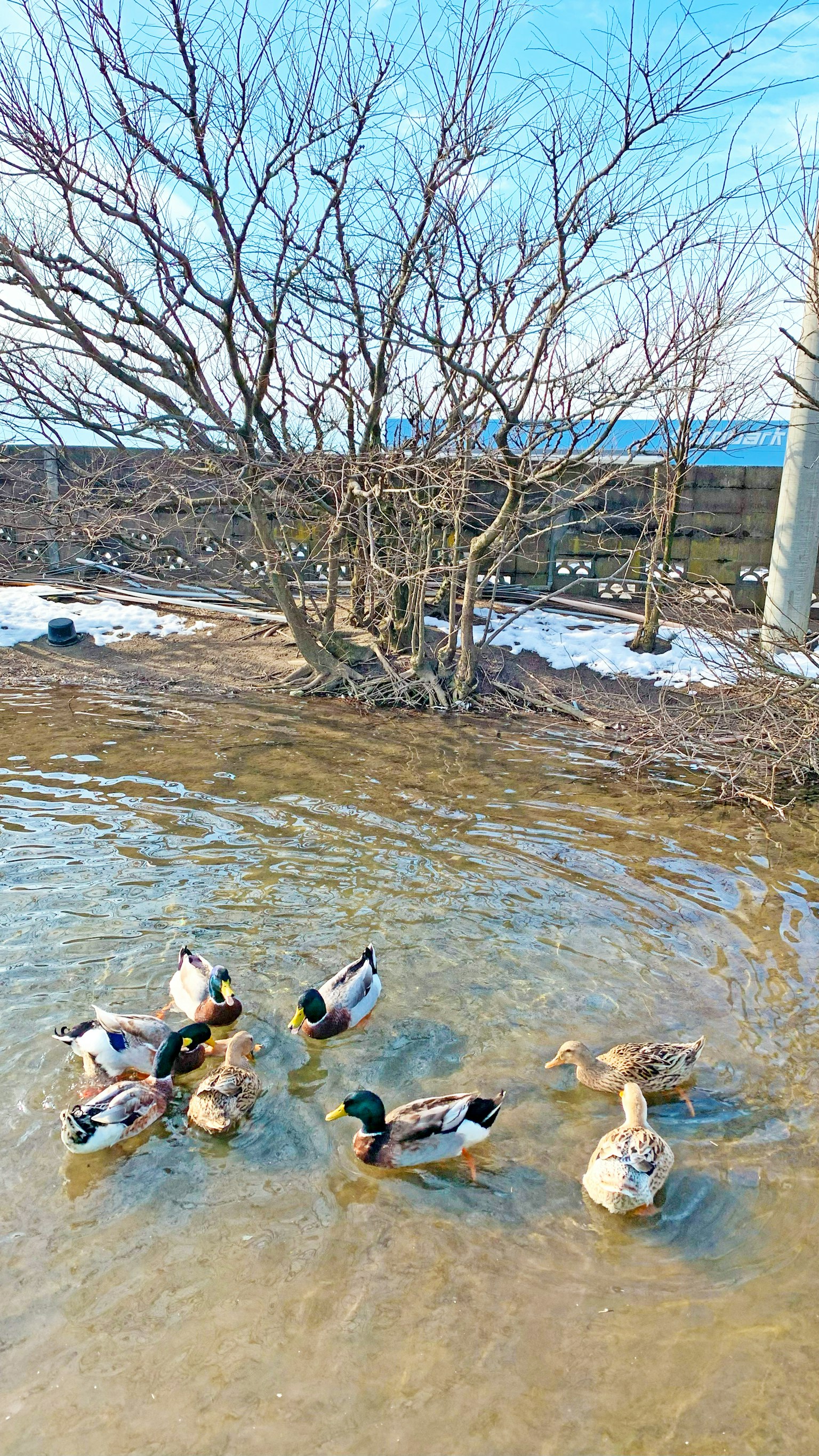 Bebek-bebek berenang di kolam dengan pohon telanjang di musim dingin