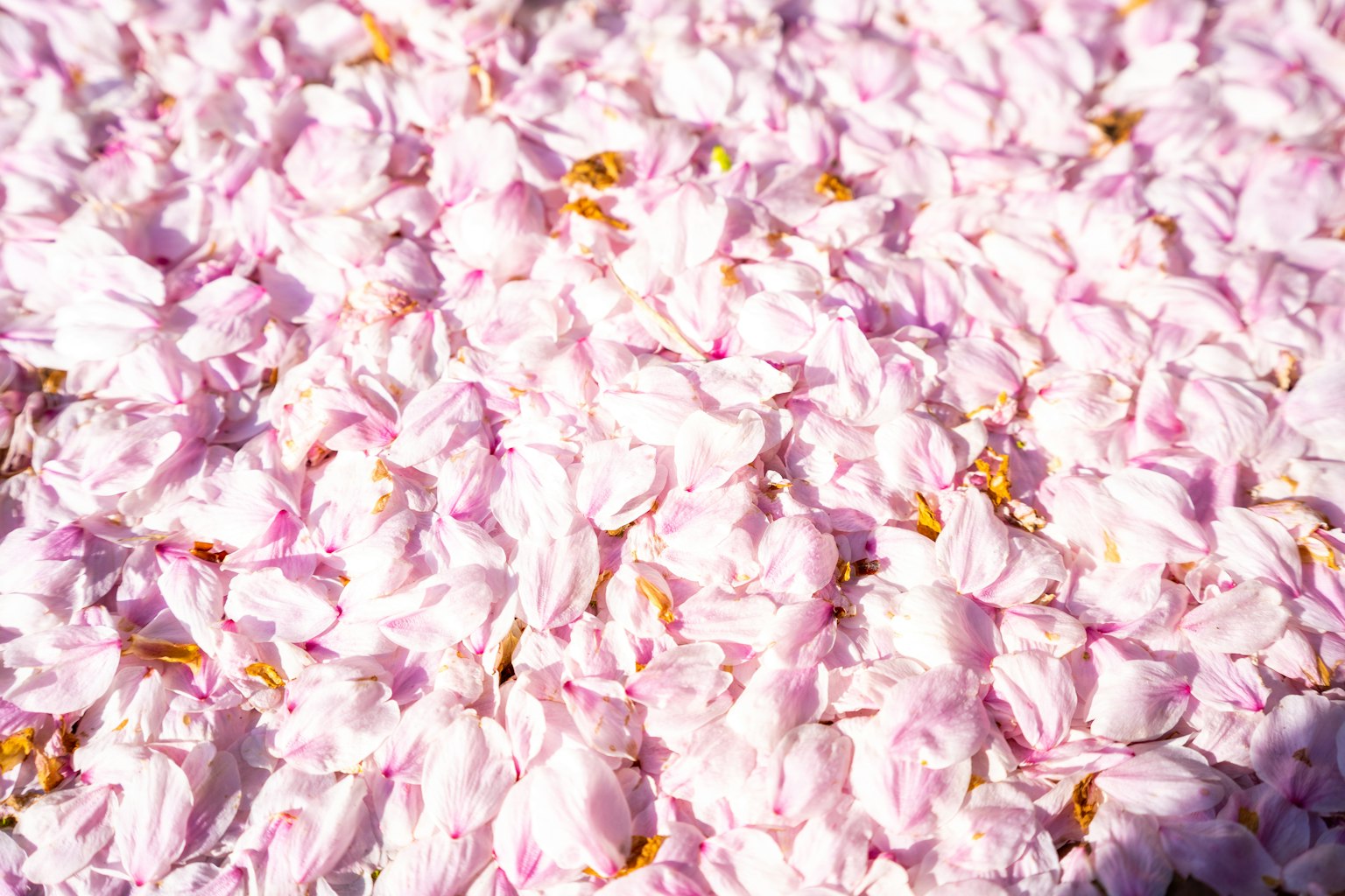 Una alfombra de pétalos de flores de cerezo rosa en el suelo