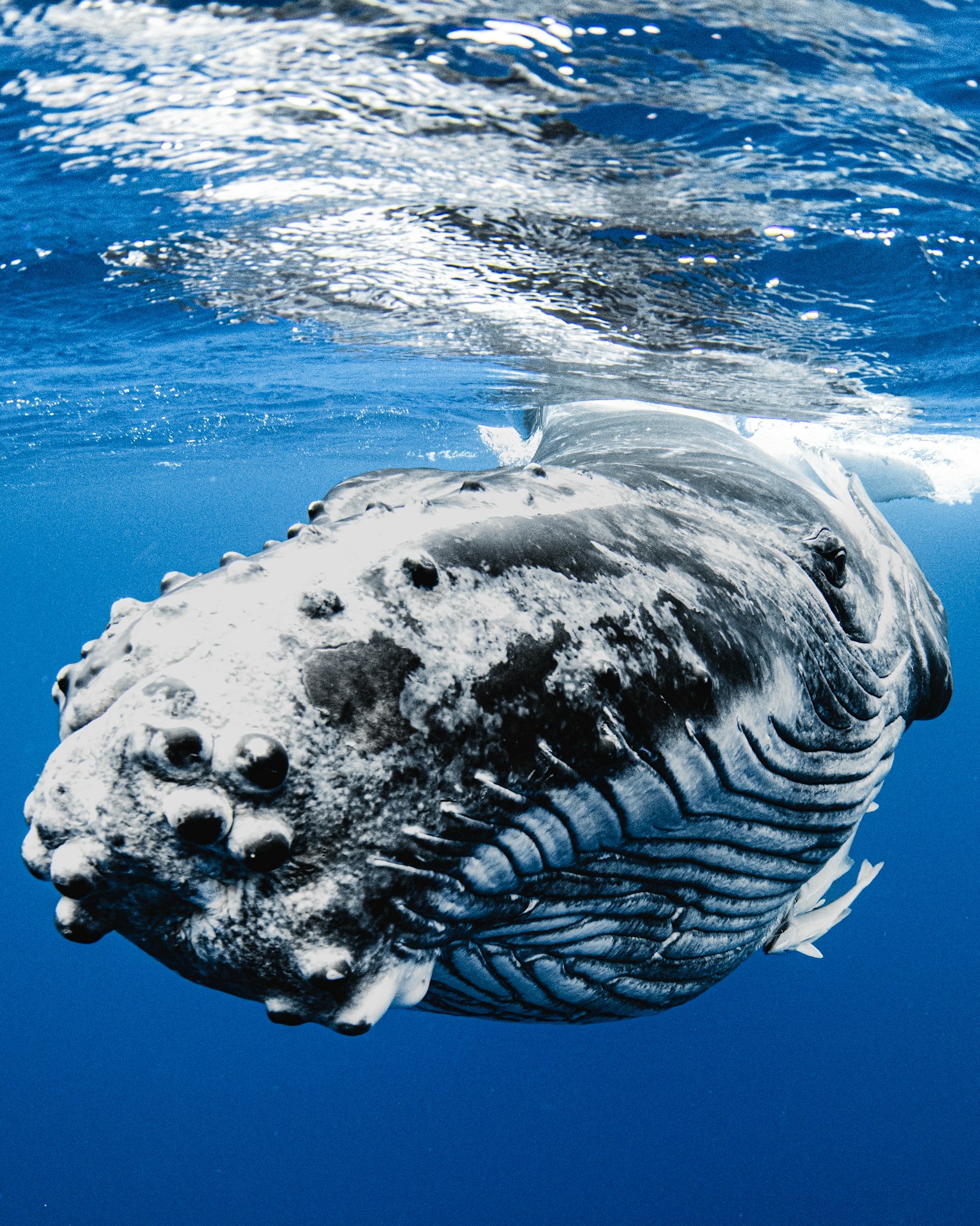 Gros plan d'une baleine à bosse sous l'eau nageant dans un océan bleu vif