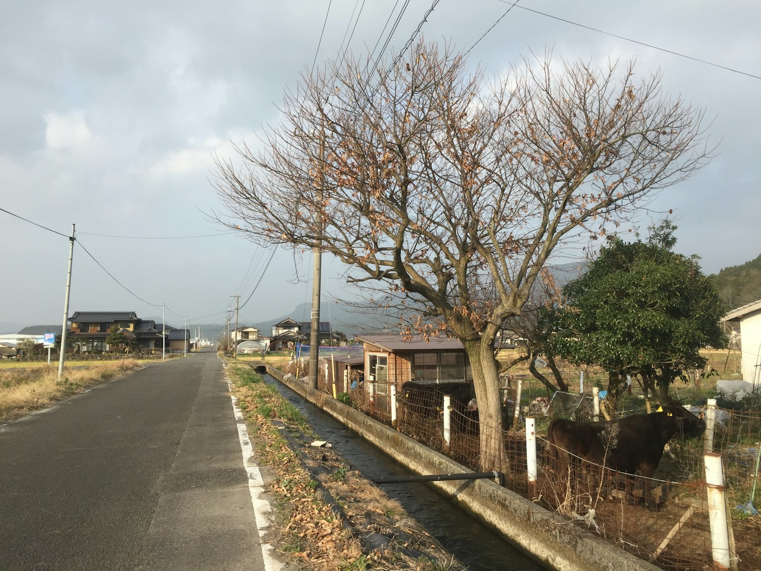 Landstraße mit einem kahlen Baum und entfernten Häusern