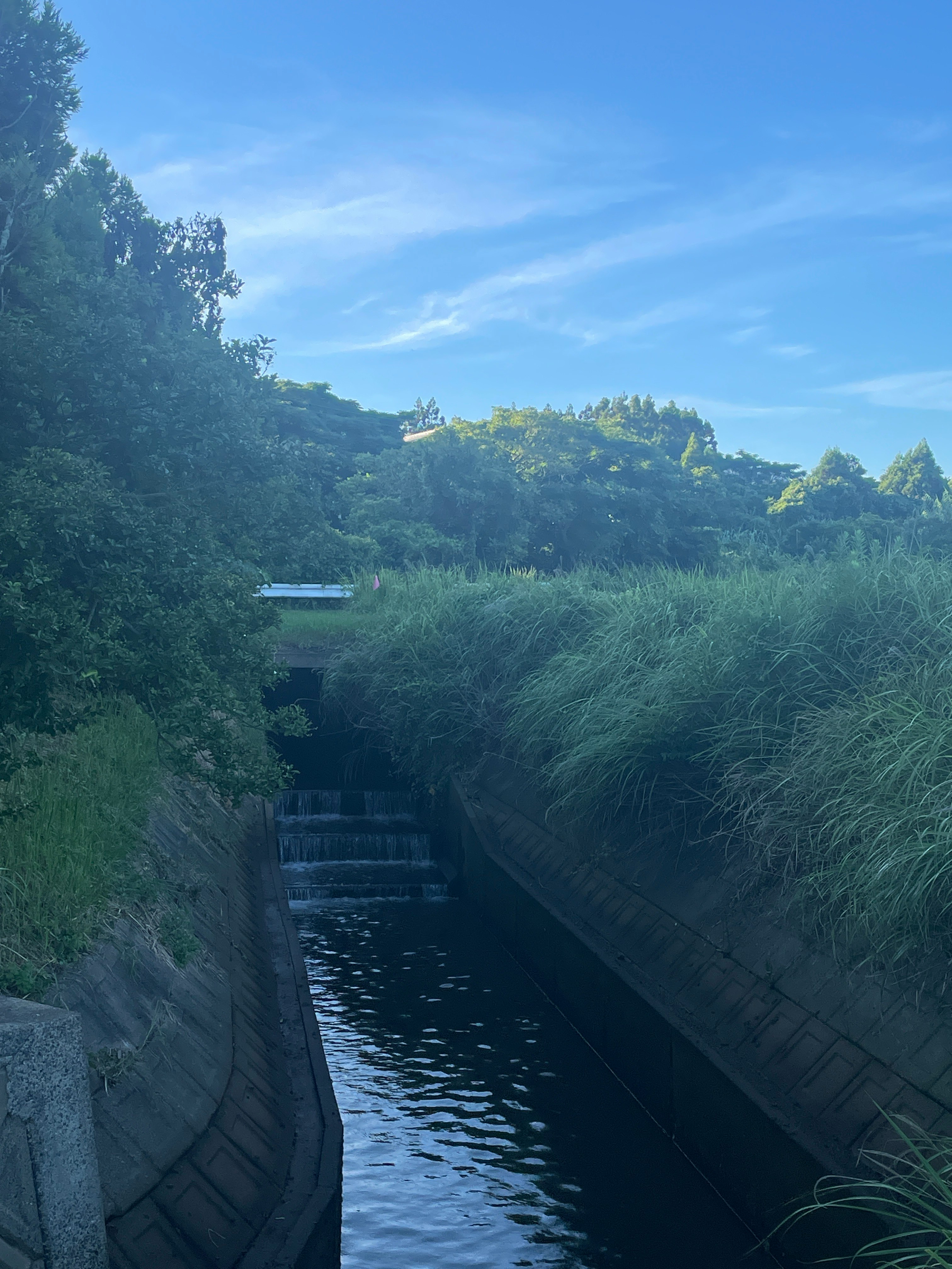 小さな川のせせらぎと夏の緑の川沿いの景色