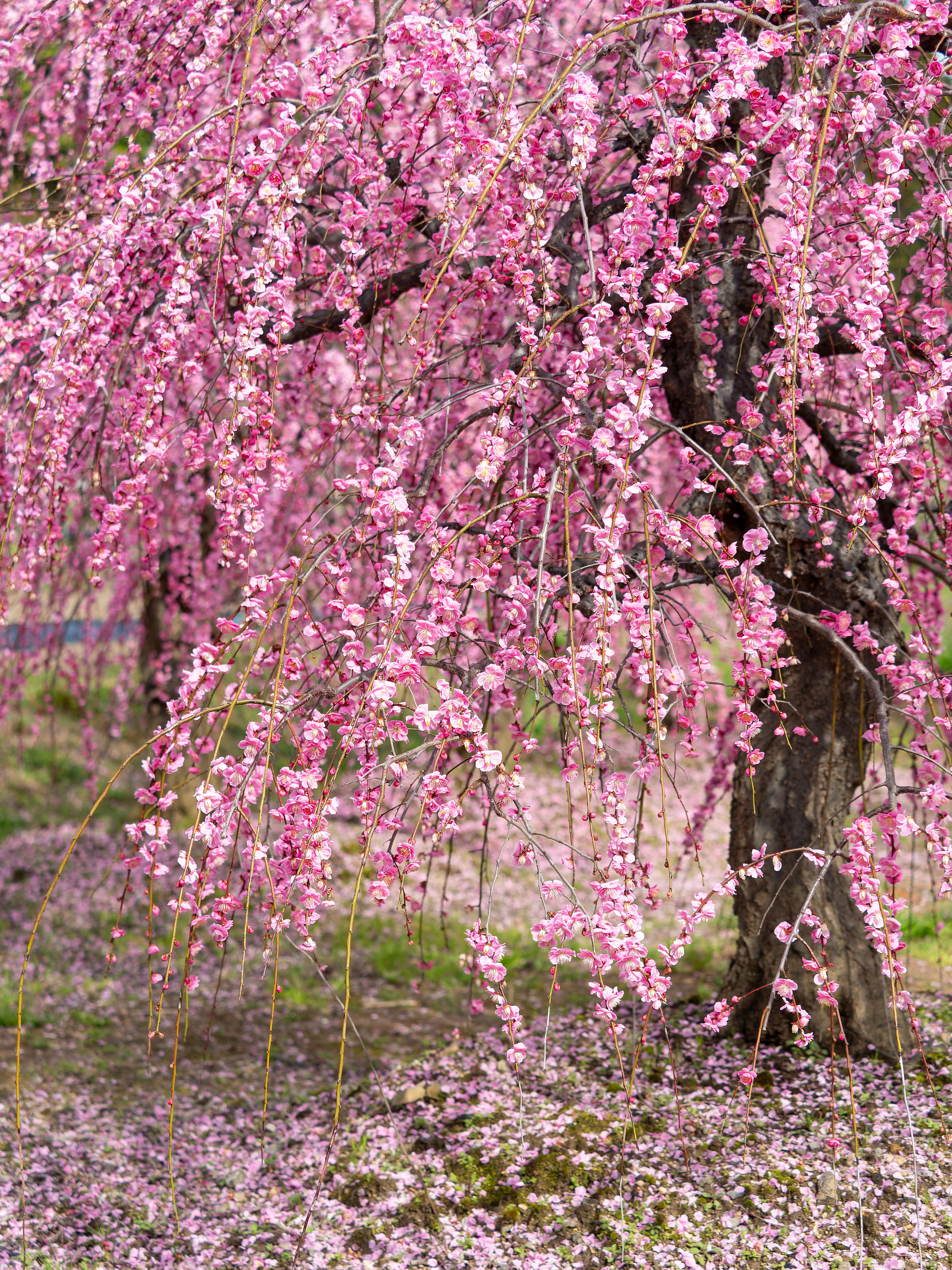 Weeping cherry tree with beautiful pink blossoms and fallen petals on the ground