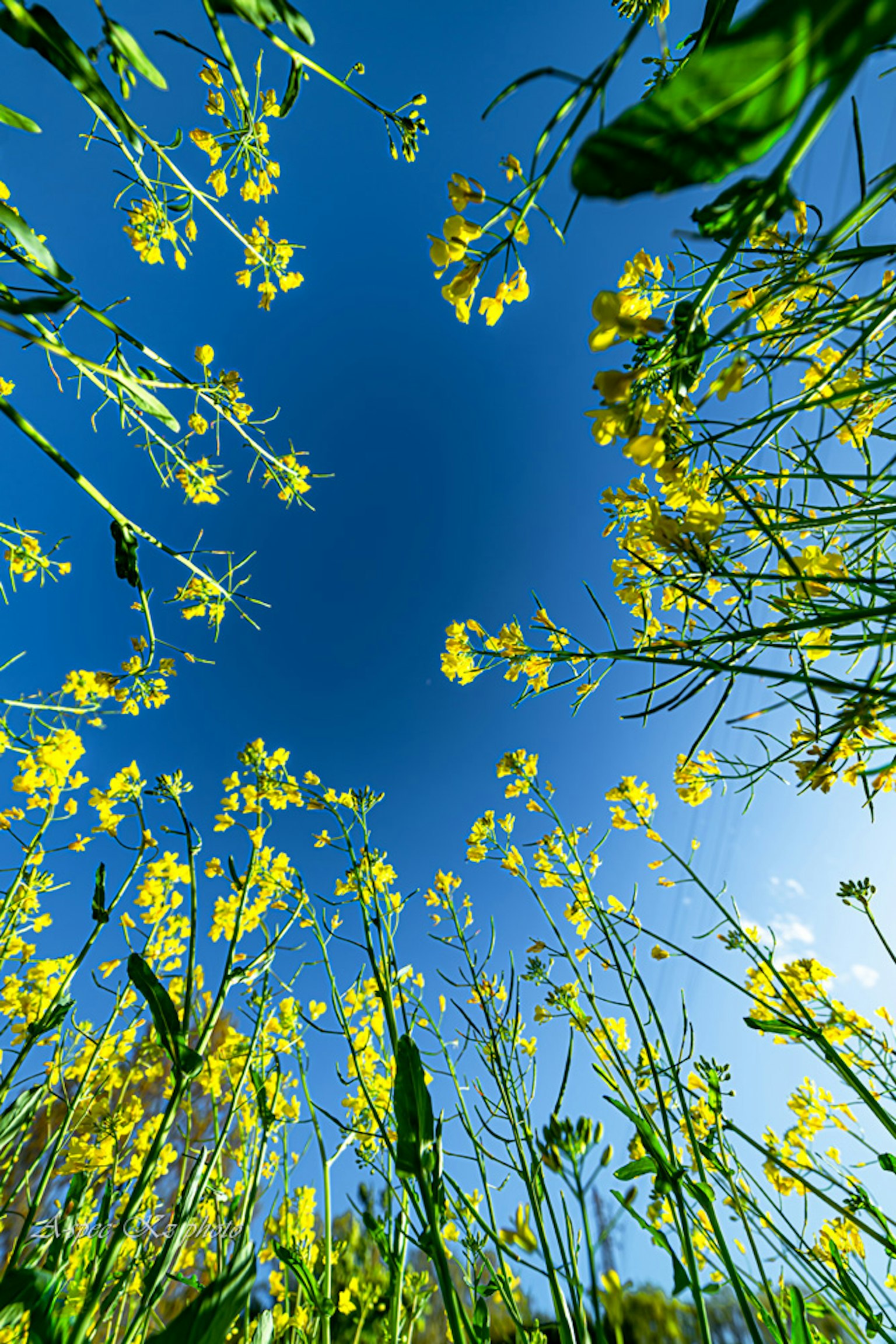 Gelbe Blumen und grüne Blätter unter einem blauen Himmel