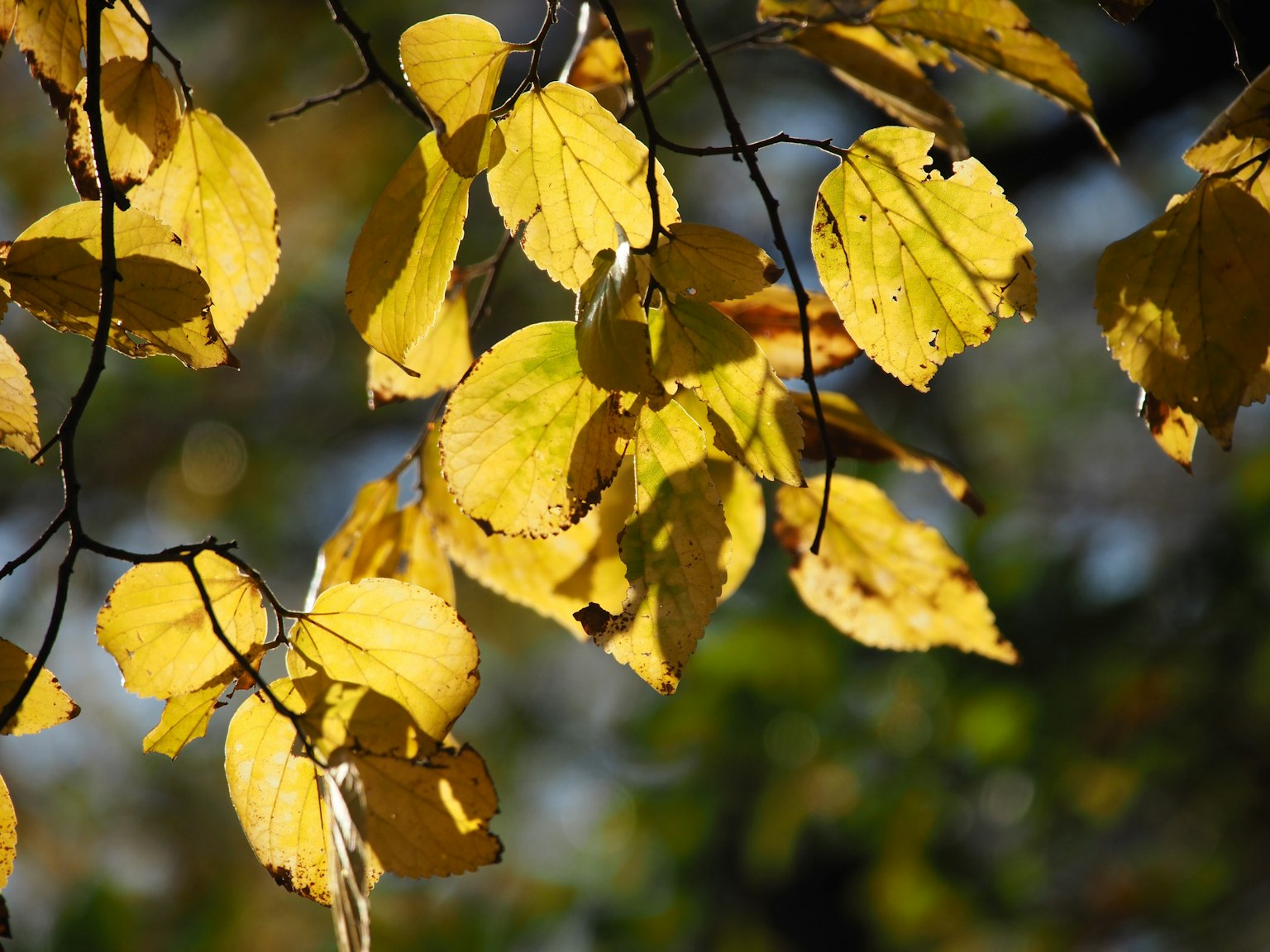 Vibrant yellow leaves hanging on a branch in an autumn scene