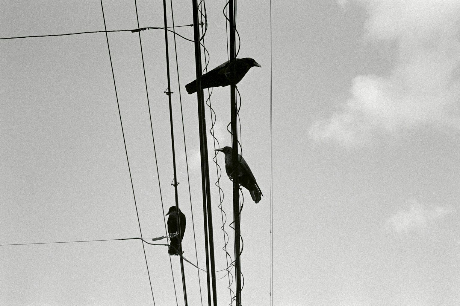 Foto hitam putih tiga burung bertengger di kabel listrik