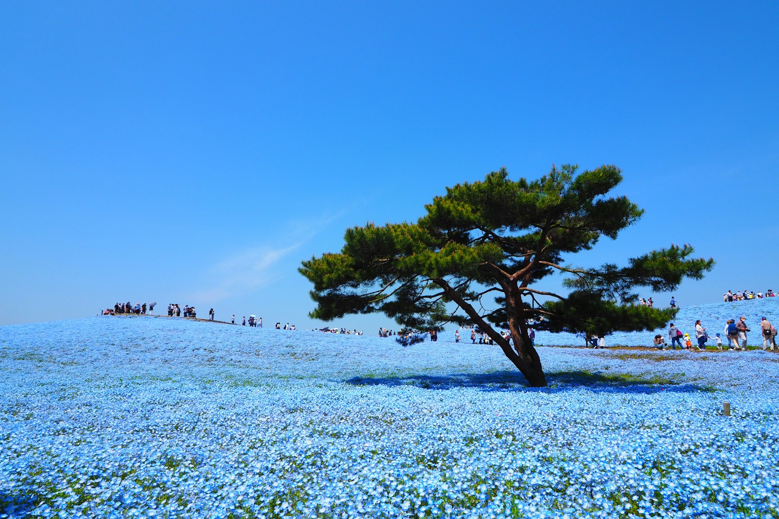 Sebuah pohon sebatang di tengah ladang bunga biru di bawah langit cerah