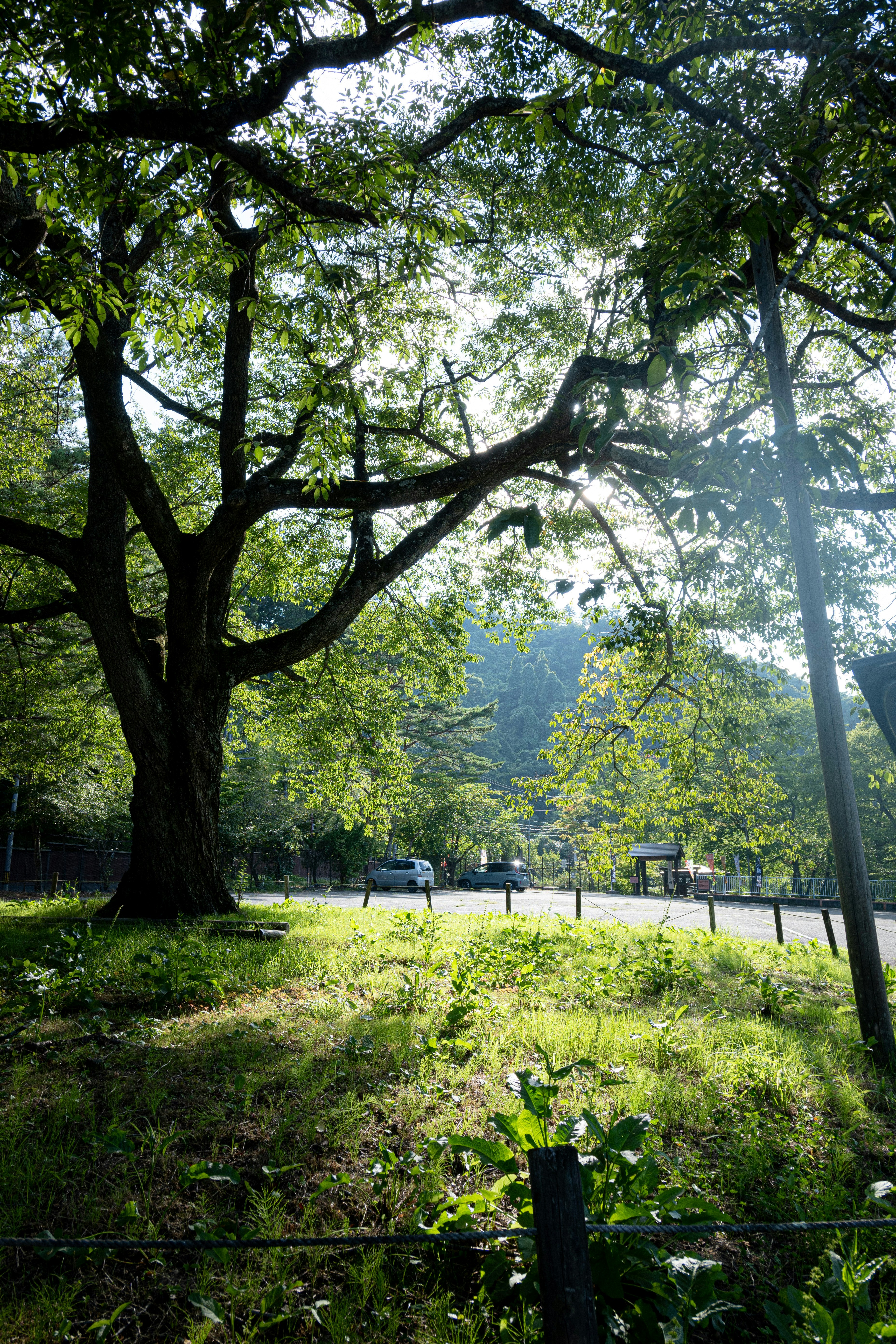 sentiero in un parco verde con panchine tra gli alberi