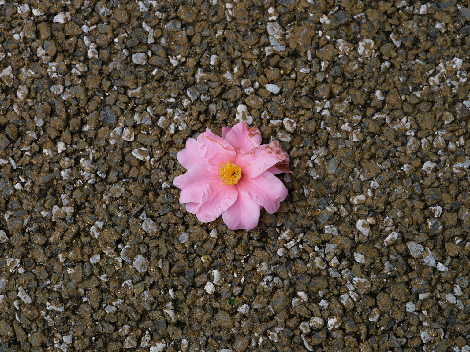 photo-2S4r0kdvDb5h1JG8xPet-image